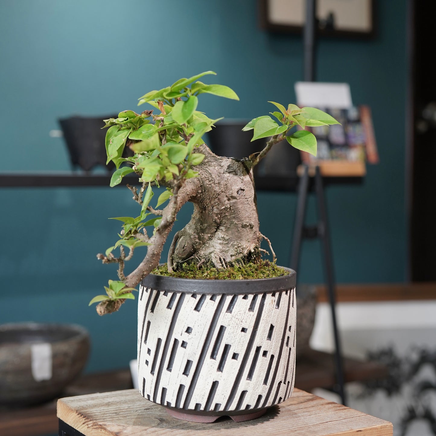 Old bougainvillea（ブーゲンビリア古木) × konect tokyo "shinogi"No.2
