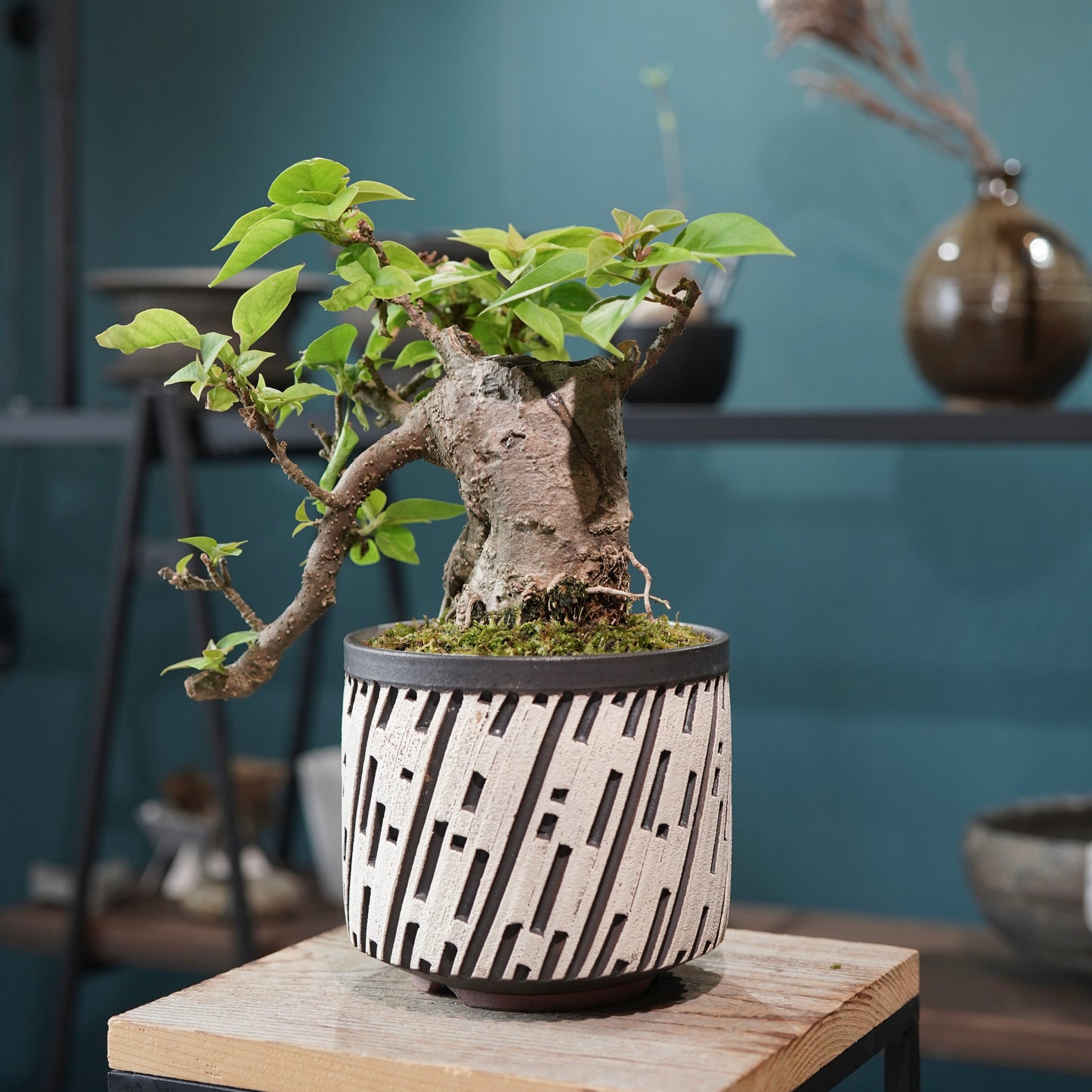 Old bougainvillea（ブーゲンビリア古木) × konect tokyo "shinogi"No.2