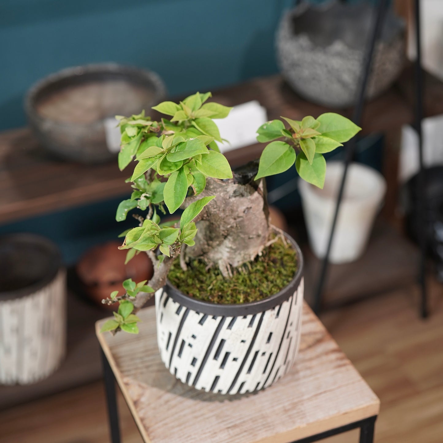 Old bougainvillea（ブーゲンビリア古木) × konect tokyo "shinogi"No.2