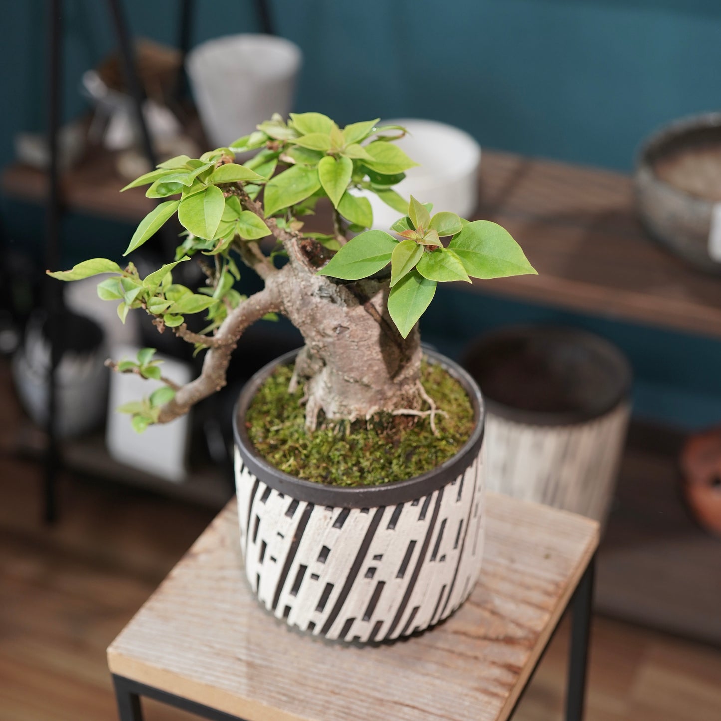 Old bougainvillea（ブーゲンビリア古木) × konect tokyo "shinogi"No.2