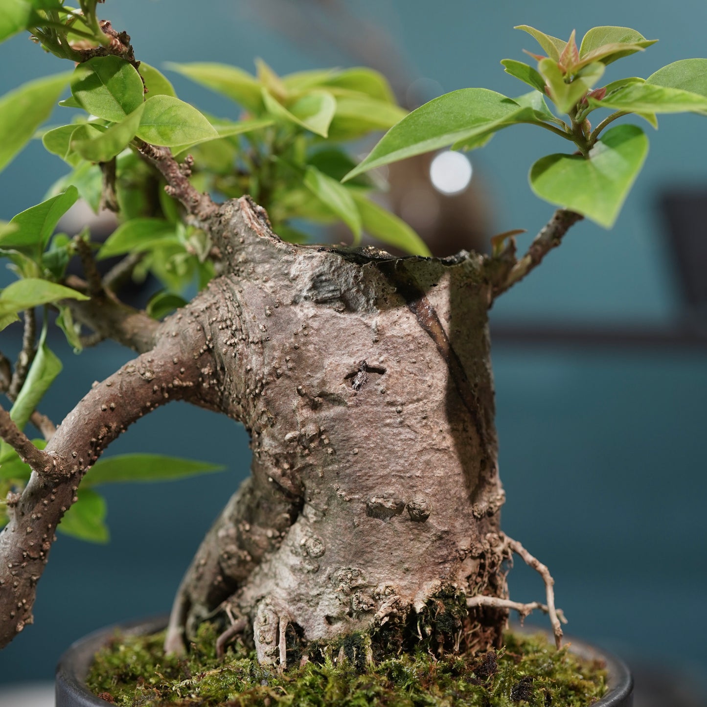 Old bougainvillea（ブーゲンビリア古木) × konect tokyo "shinogi"No.2