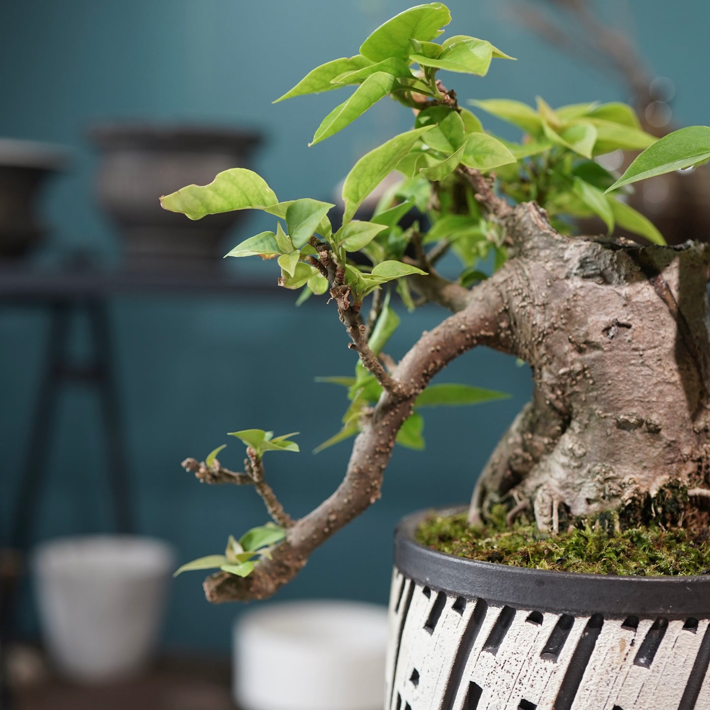 Old bougainvillea（ブーゲンビリア古木) × konect tokyo "shinogi"No.2