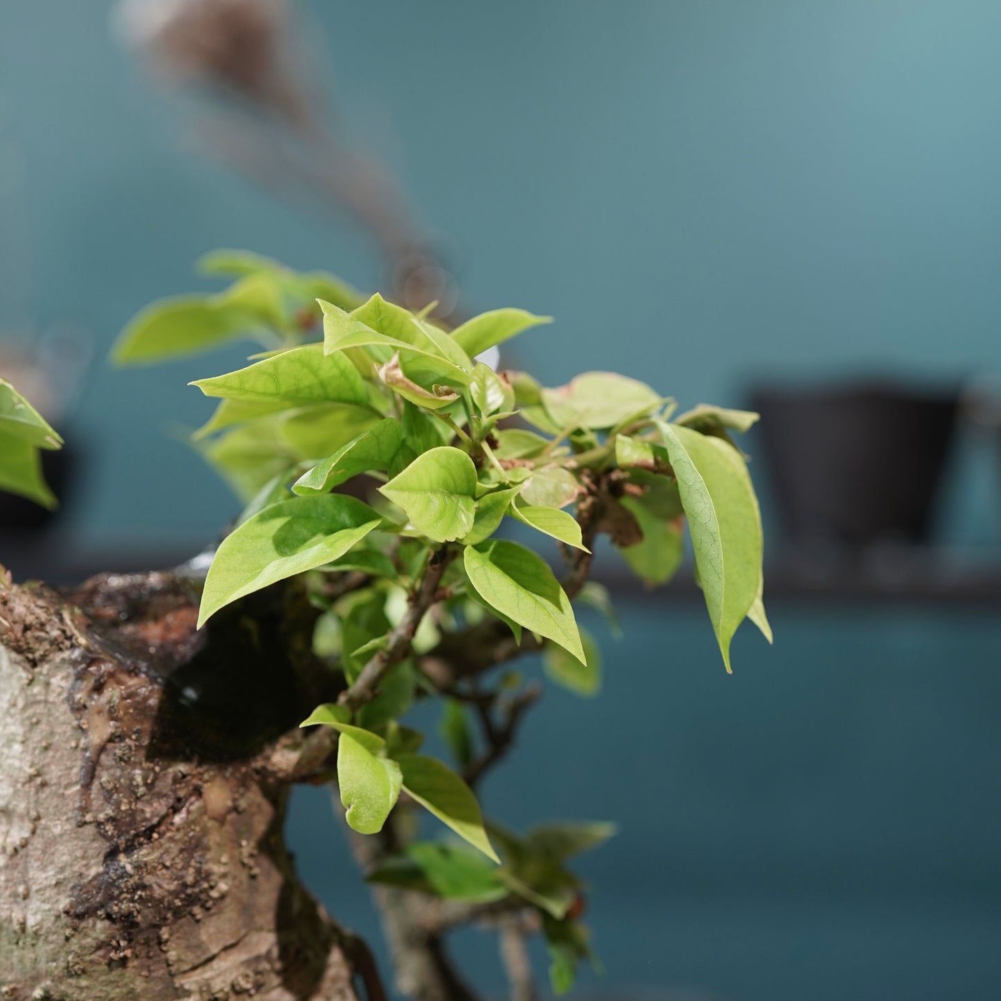 Old bougainvillea（ブーゲンビリア古木) × konect tokyo "shinogi"No.2