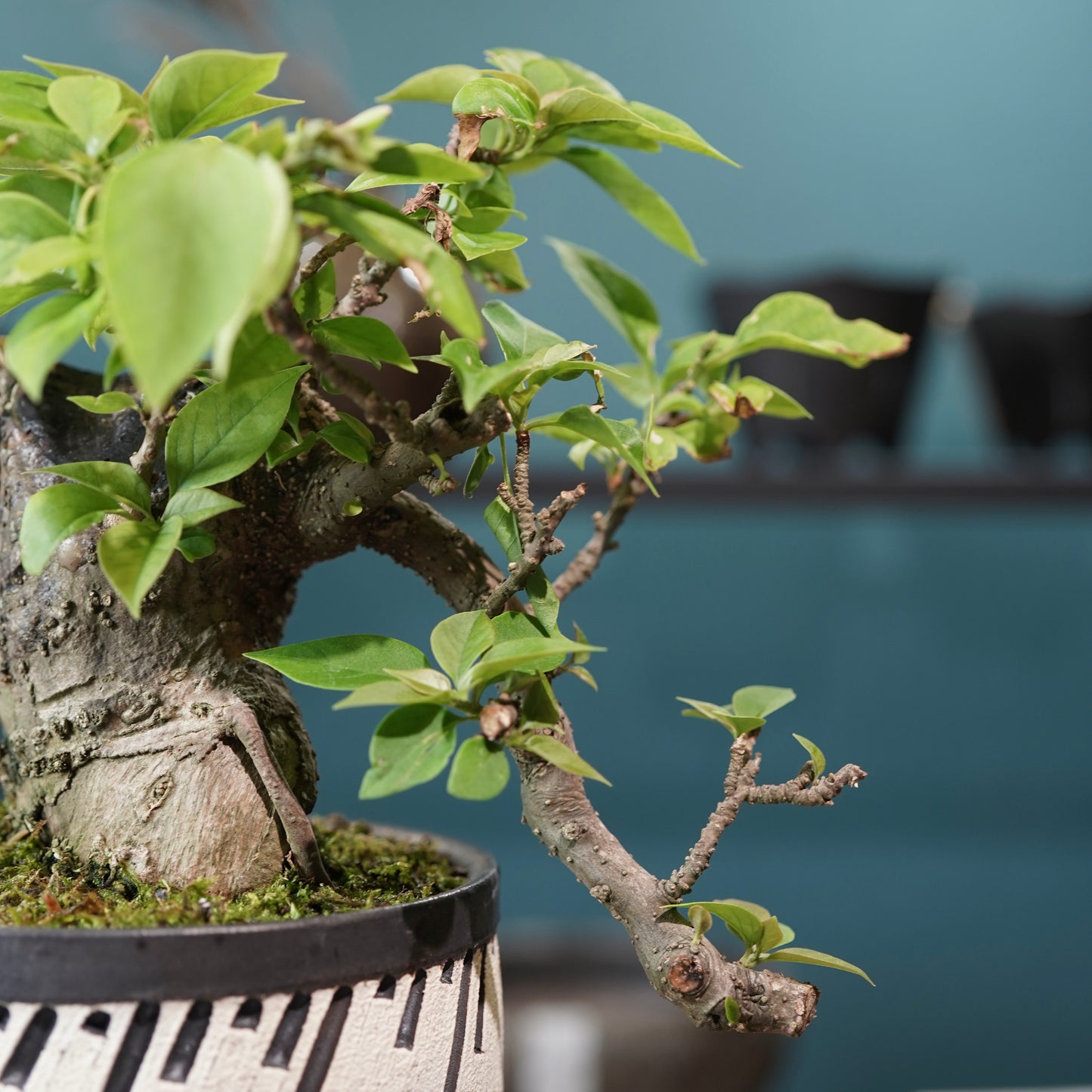 Old bougainvillea（ブーゲンビリア古木) × konect tokyo "shinogi"No.2