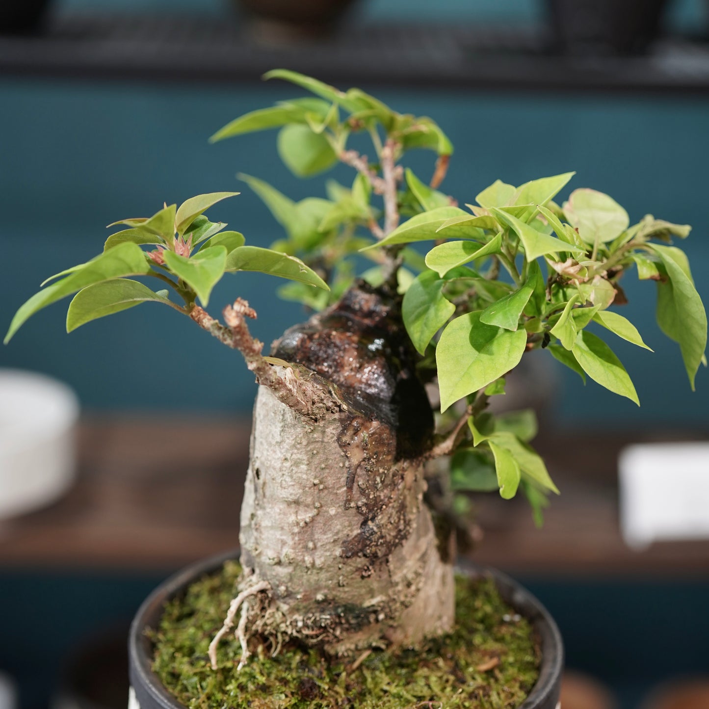 Old bougainvillea（ブーゲンビリア古木) × konect tokyo "shinogi"No.2