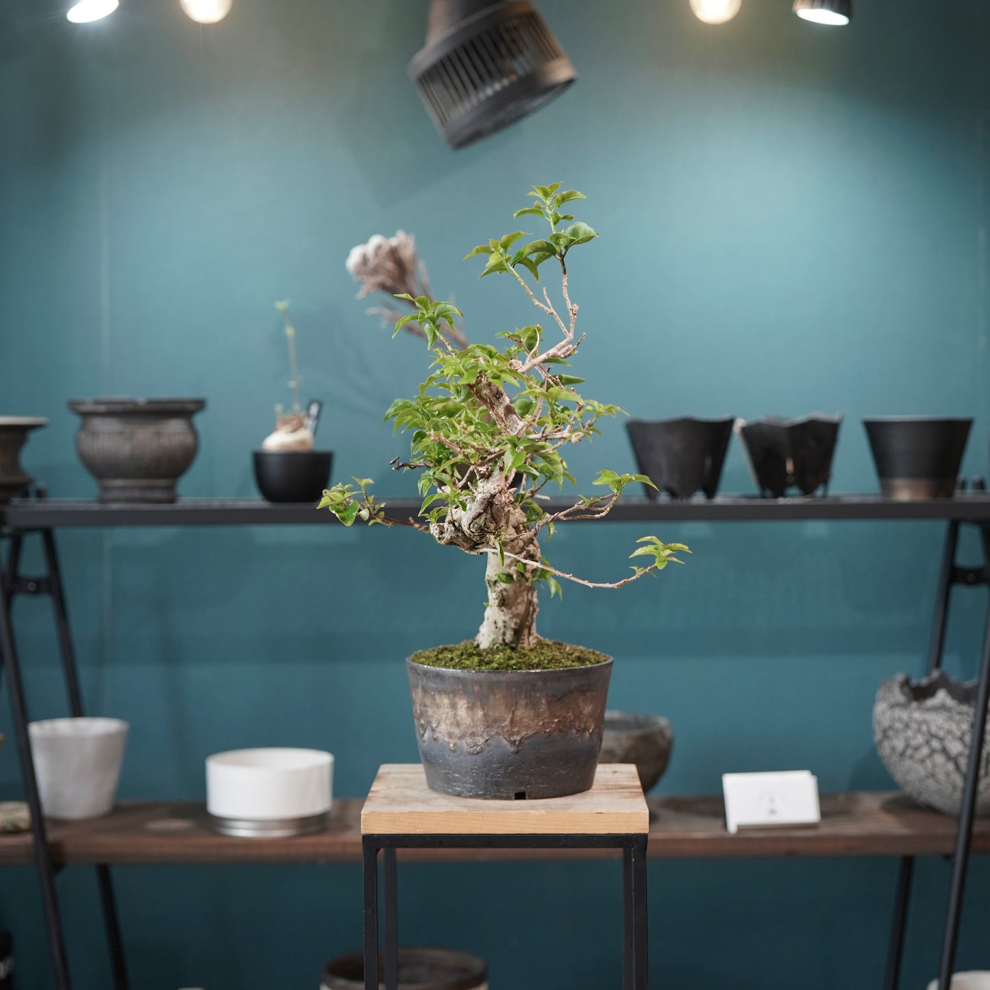 Old bougainvillea（ブーゲンビリア古木) ×  金彩ロー鉢