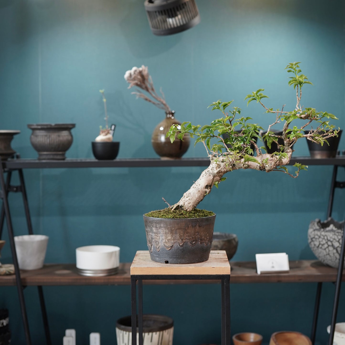 Old bougainvillea（ブーゲンビリア古木) ×  金彩ロー鉢