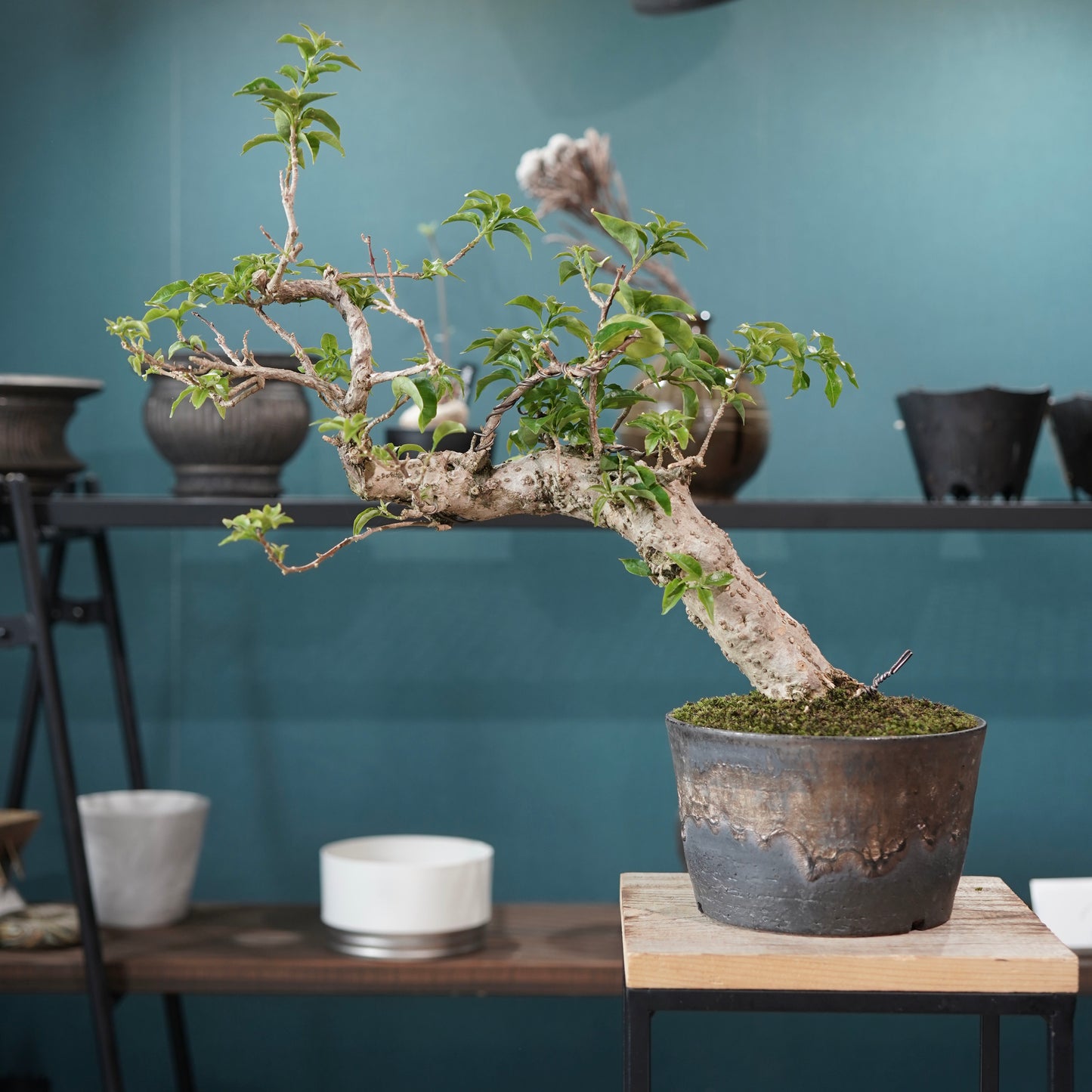 Old bougainvillea（ブーゲンビリア古木) ×  金彩ロー鉢
