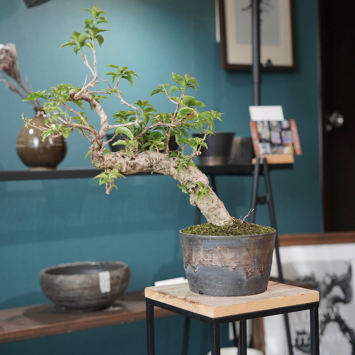 Old bougainvillea（ブーゲンビリア古木) ×  金彩ロー鉢