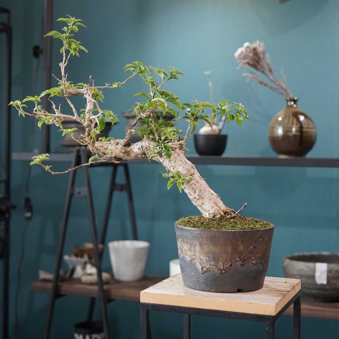 Old bougainvillea（ブーゲンビリア古木) ×  金彩ロー鉢