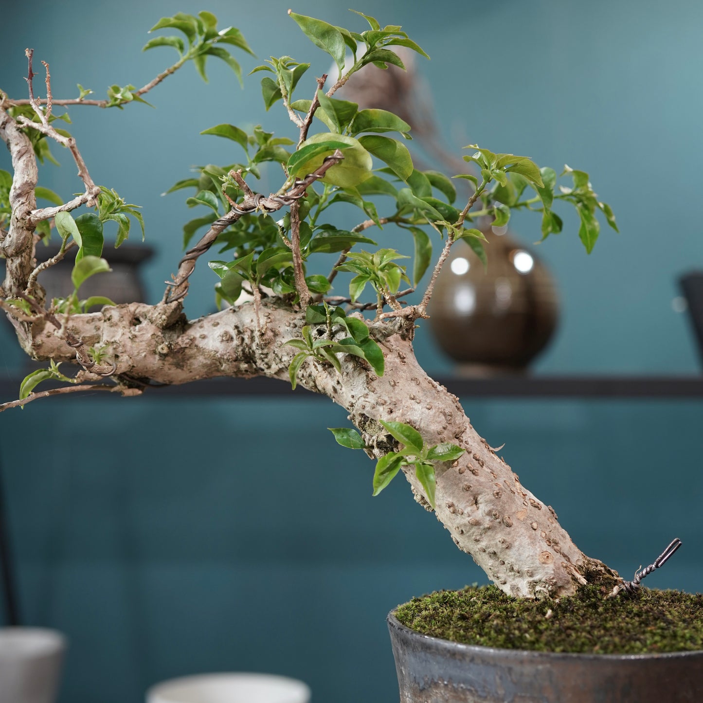 Old bougainvillea（ブーゲンビリア古木) ×  金彩ロー鉢