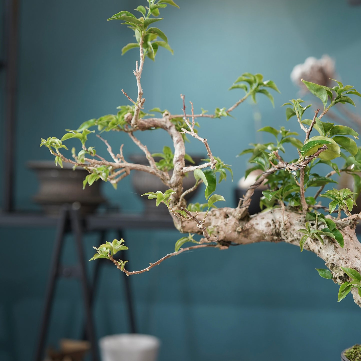 Old bougainvillea（ブーゲンビリア古木) ×  金彩ロー鉢