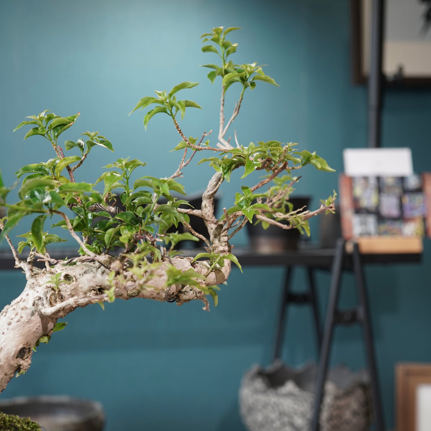 Old bougainvillea（ブーゲンビリア古木) ×  金彩ロー鉢