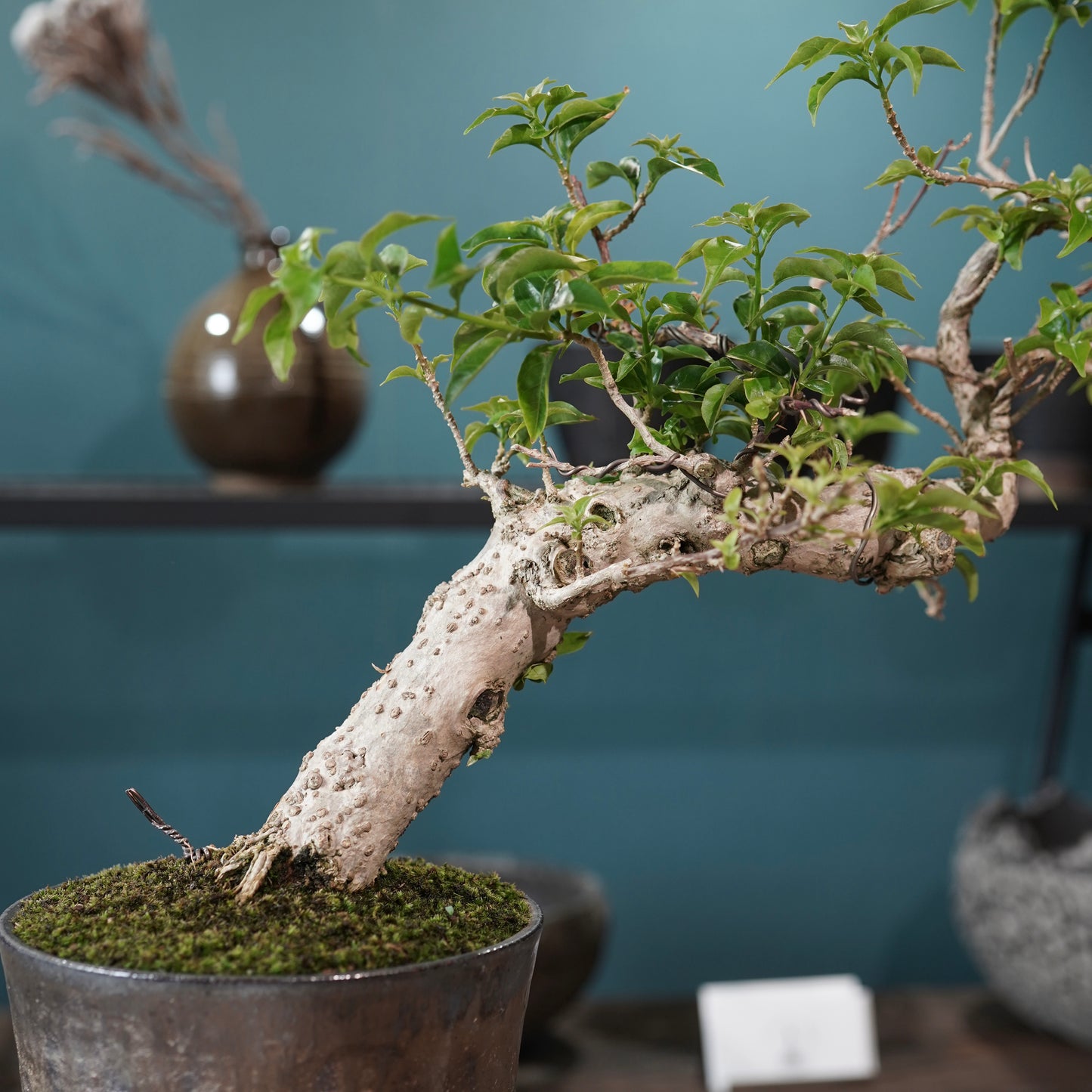 Old bougainvillea（ブーゲンビリア古木) ×  金彩ロー鉢