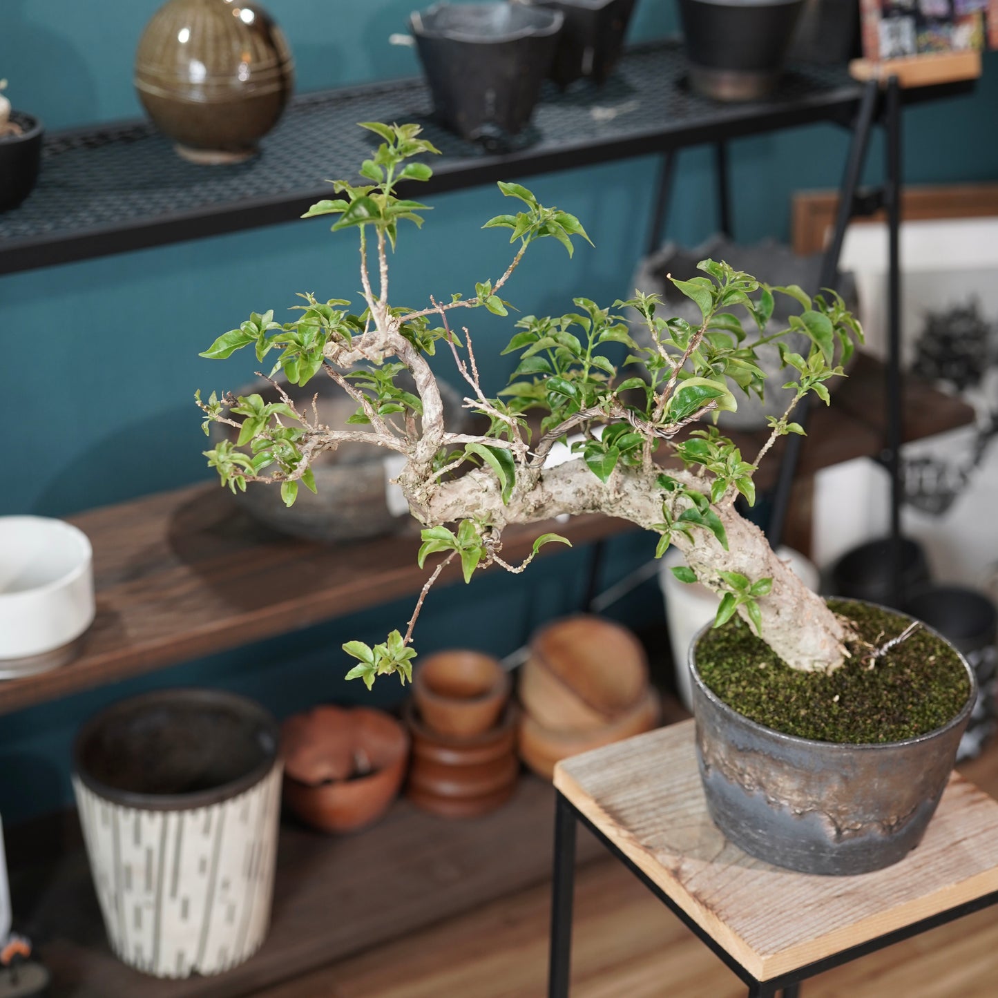 Old bougainvillea（ブーゲンビリア古木) ×  金彩ロー鉢
