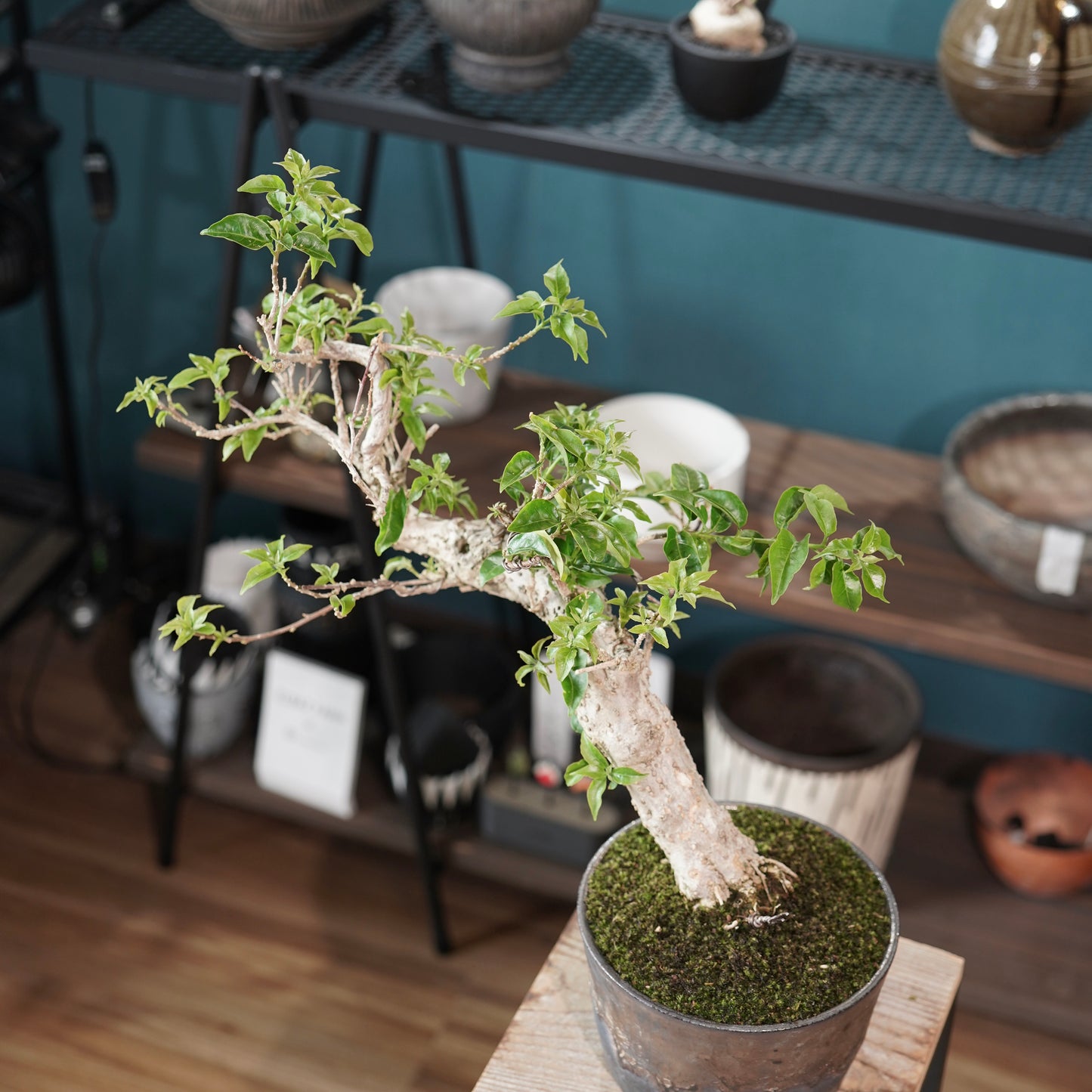Old bougainvillea（ブーゲンビリア古木) ×  金彩ロー鉢