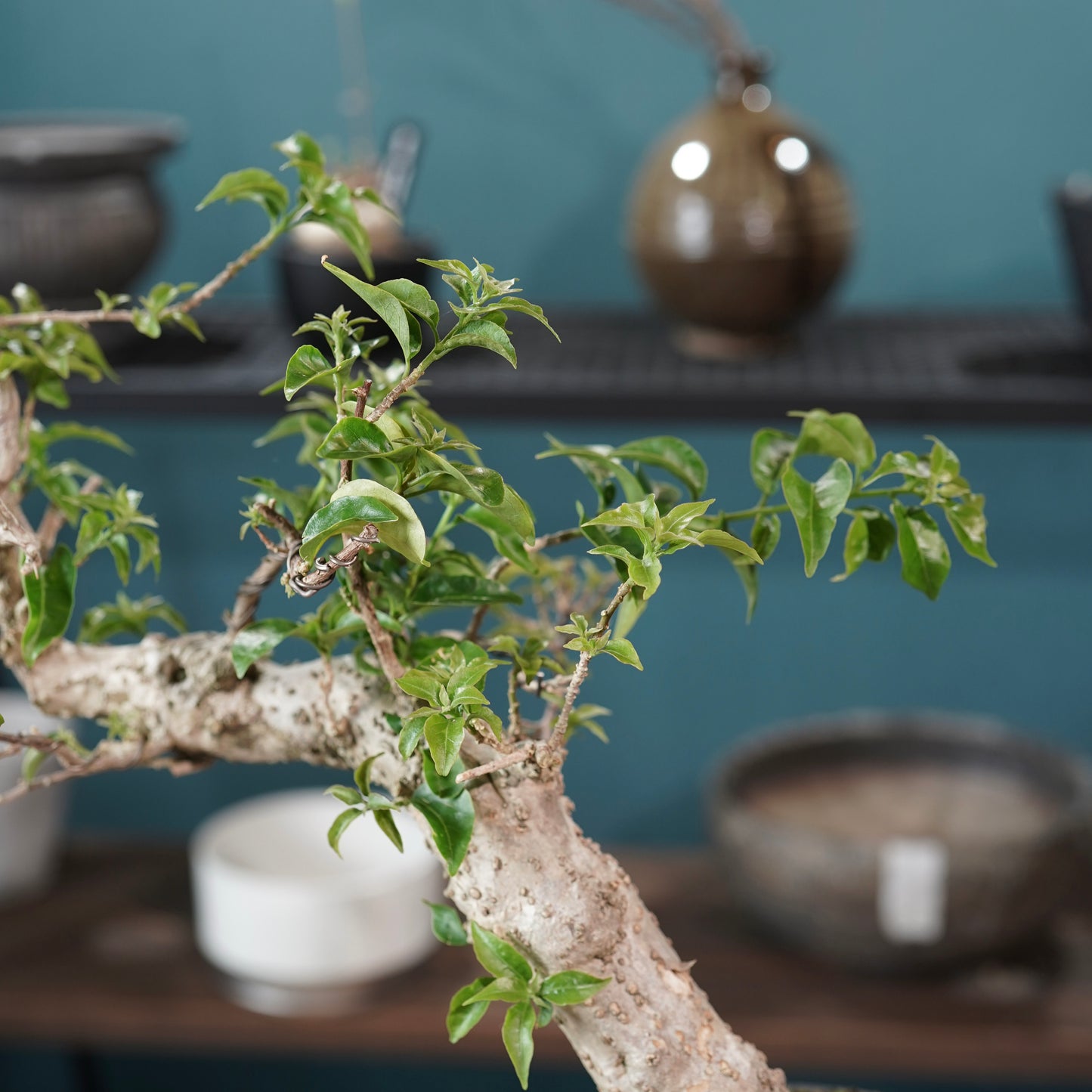 Old bougainvillea（ブーゲンビリア古木) ×  金彩ロー鉢