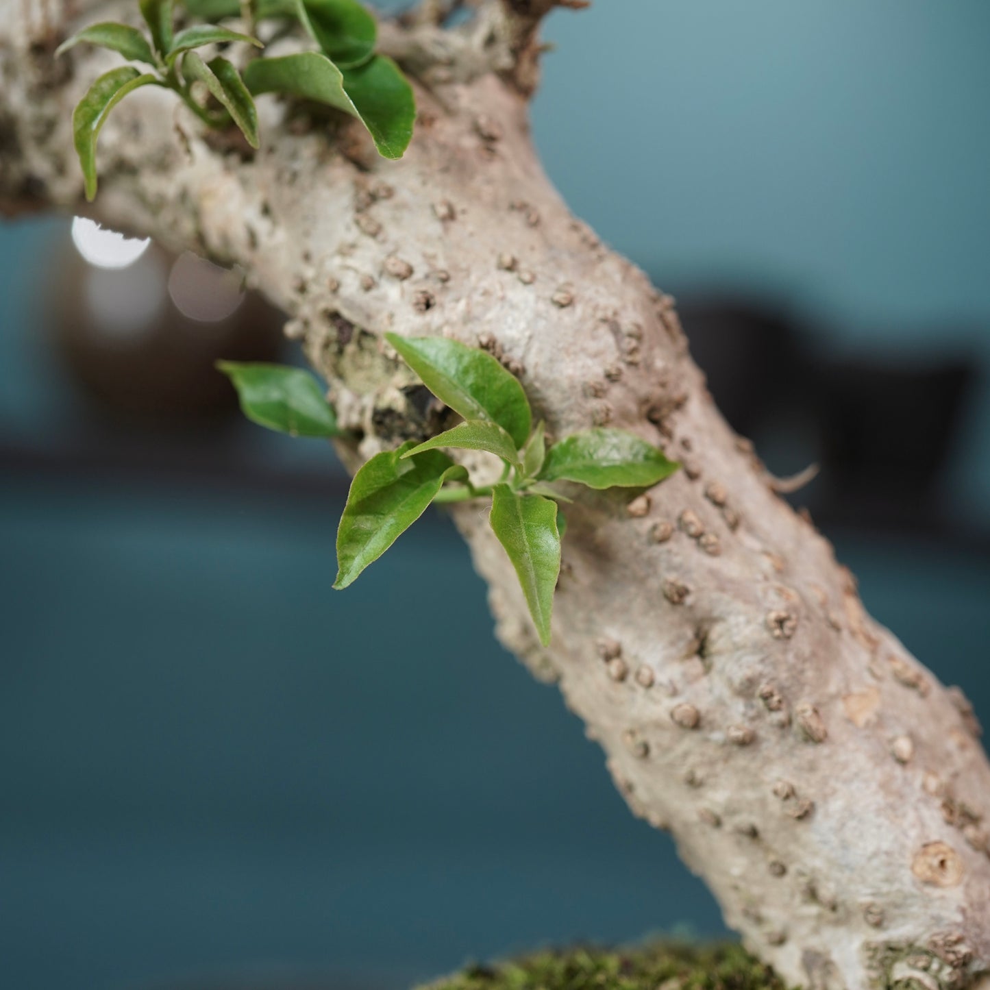 Old bougainvillea（ブーゲンビリア古木) ×  金彩ロー鉢