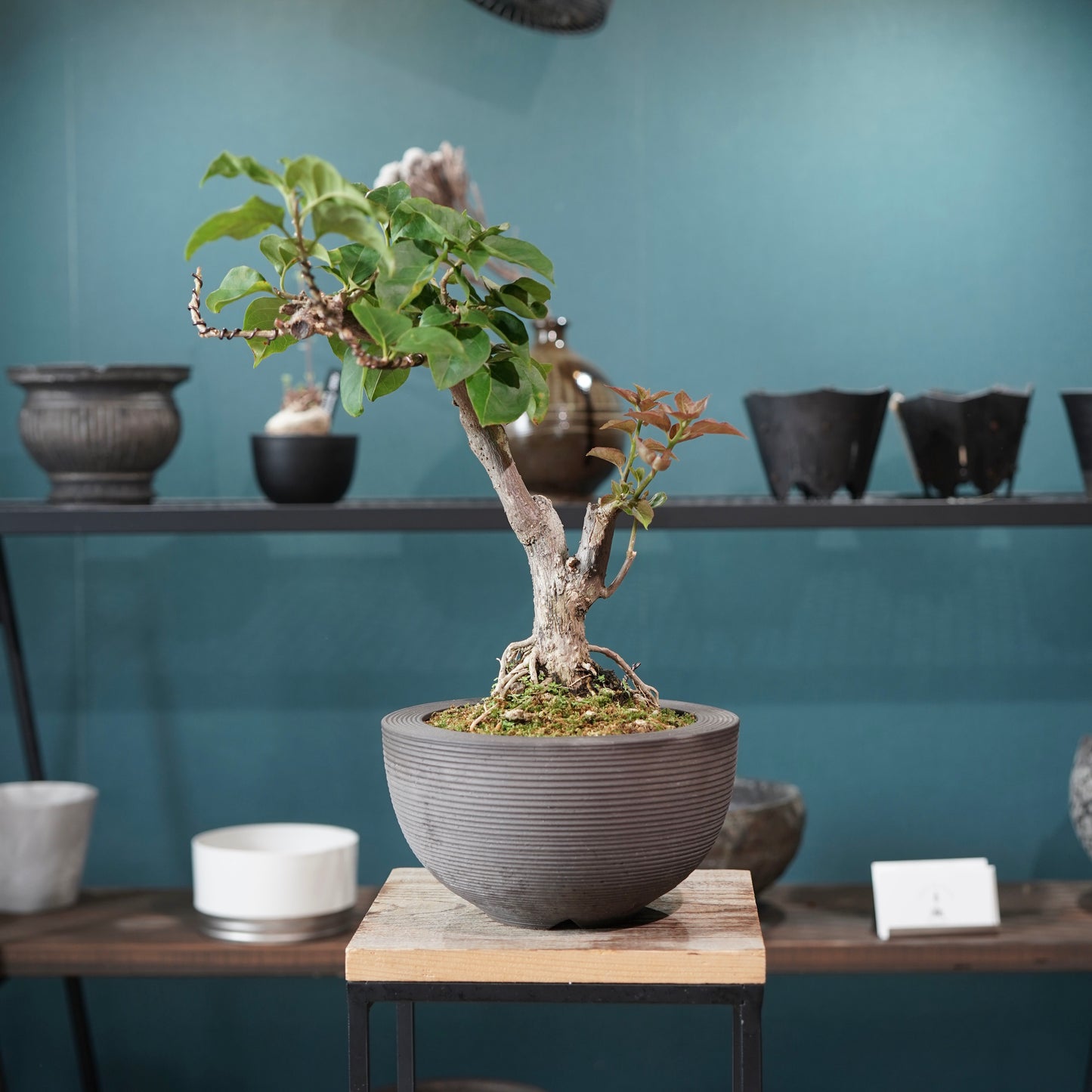 Bougainvillea（ブーゲンビリア) ×  konect tokyo "Hemispher"