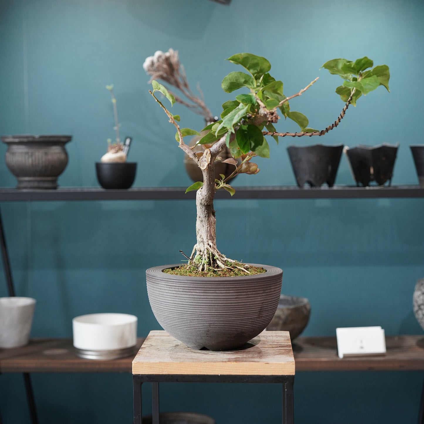 Bougainvillea（ブーゲンビリア) ×  konect tokyo "Hemispher"