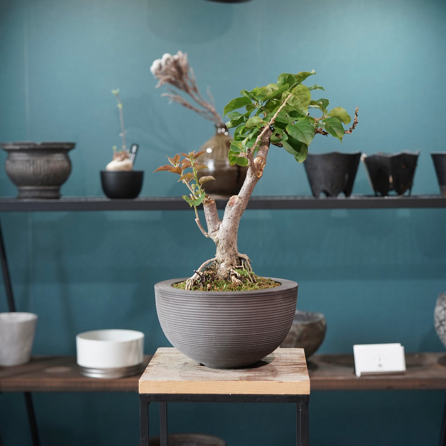 Bougainvillea（ブーゲンビリア) ×  konect tokyo "Hemispher"
