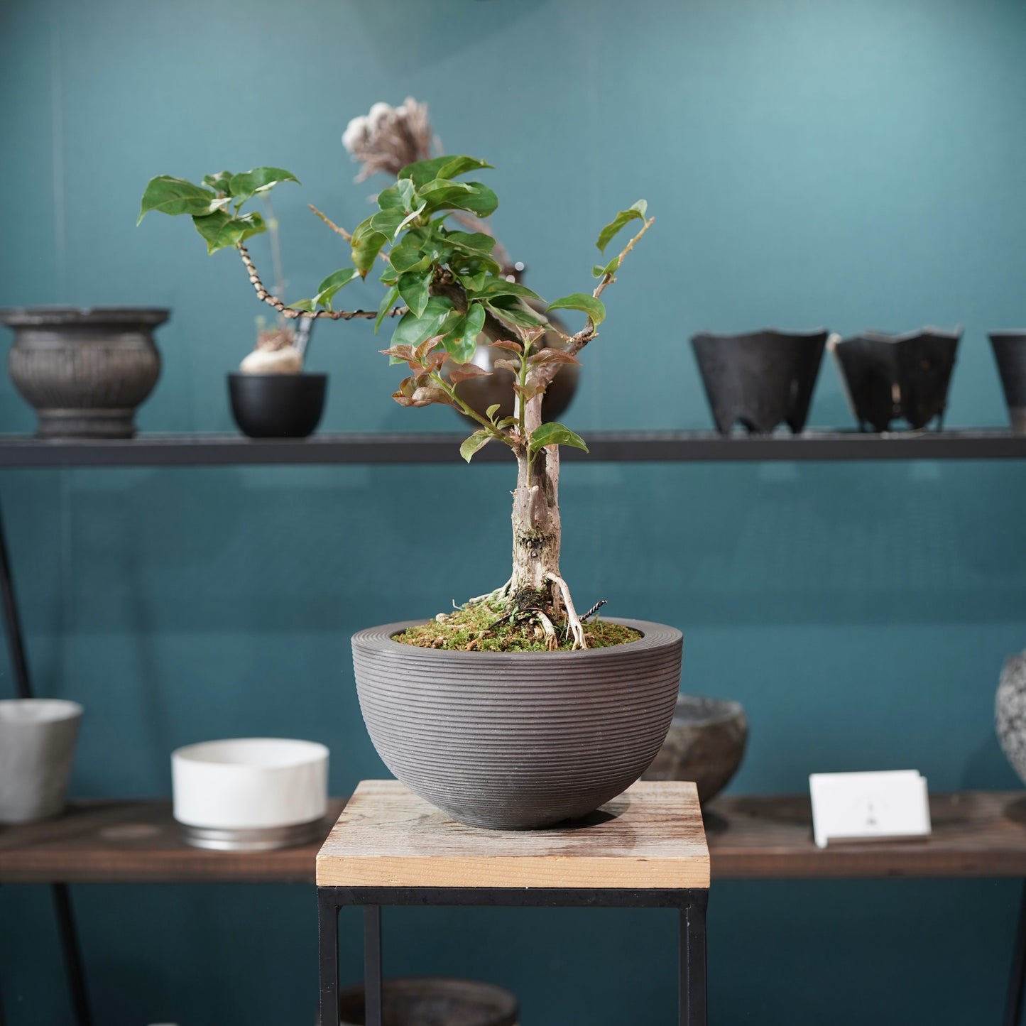 Bougainvillea（ブーゲンビリア) ×  konect tokyo "Hemispher"