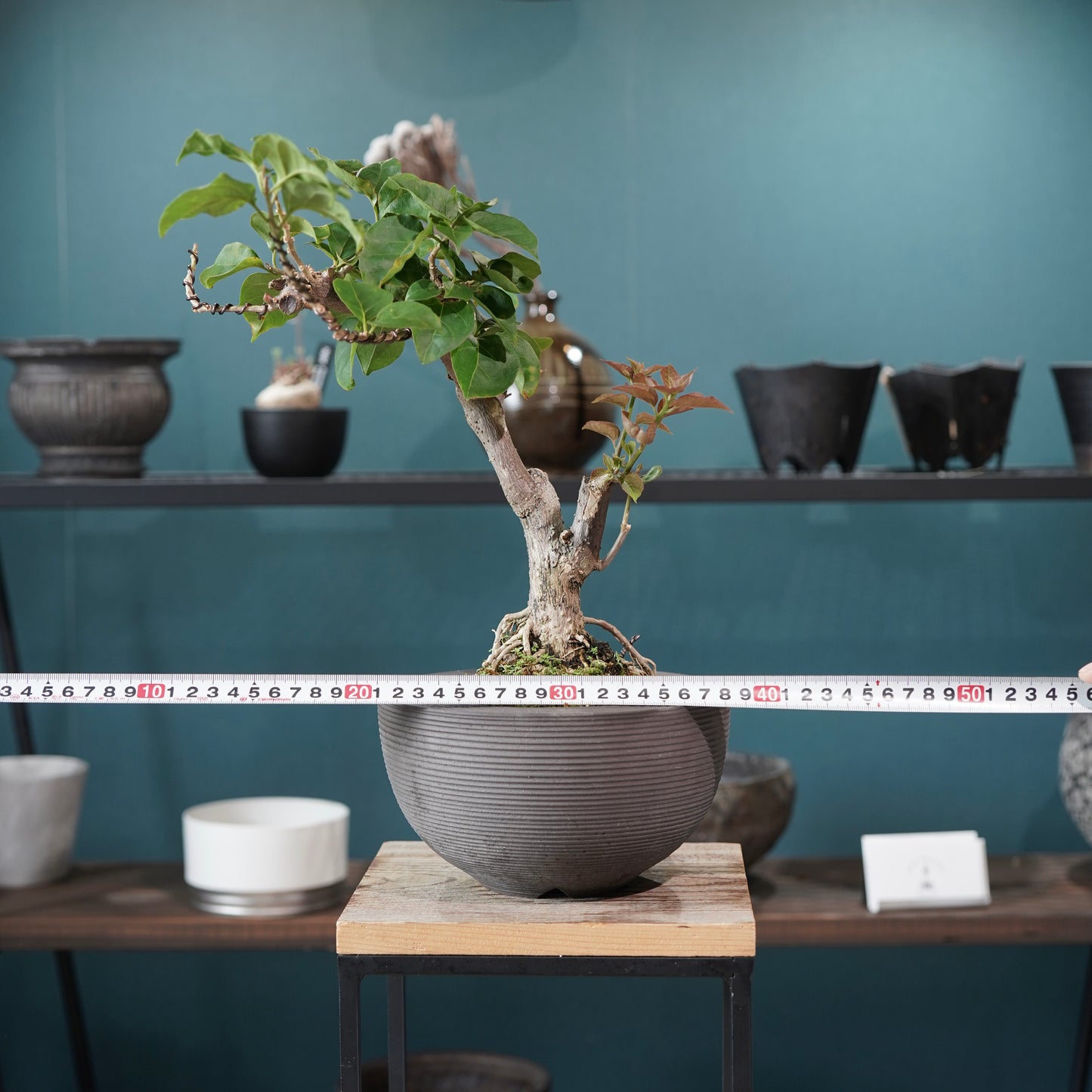 Bougainvillea（ブーゲンビリア) ×  konect tokyo "Hemispher"