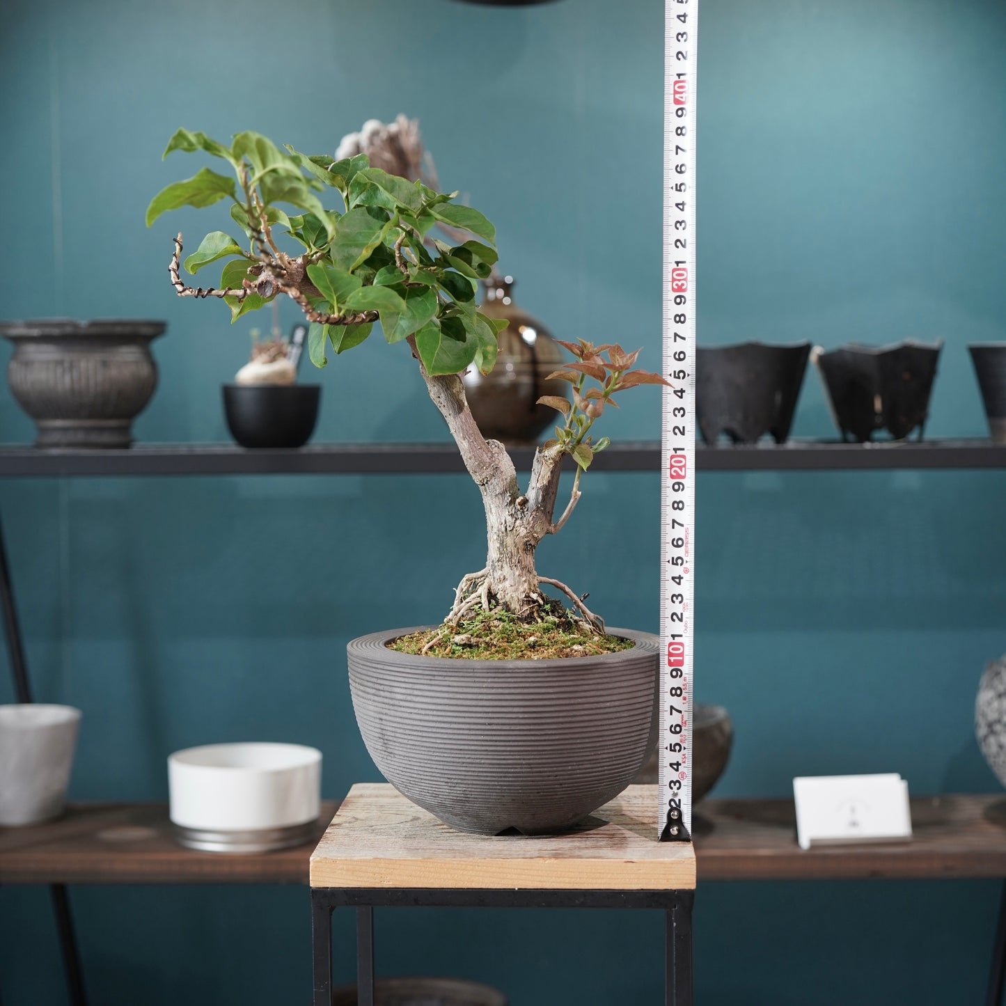 Bougainvillea（ブーゲンビリア) ×  konect tokyo "Hemispher"
