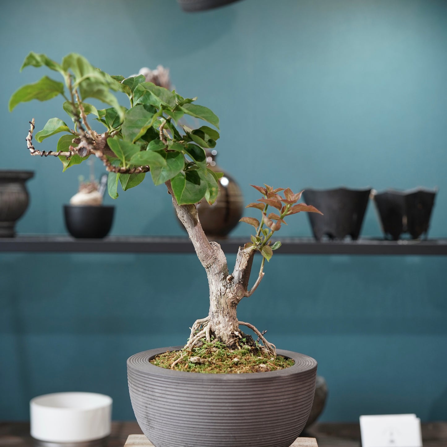 Bougainvillea（ブーゲンビリア) ×  konect tokyo "Hemispher"