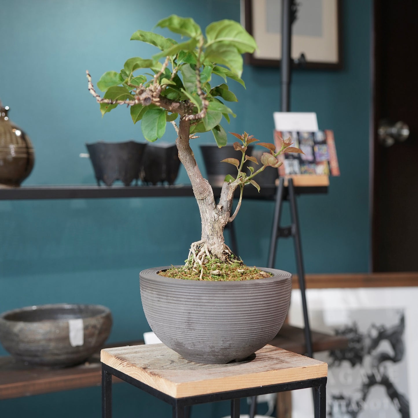 Bougainvillea（ブーゲンビリア) ×  konect tokyo "Hemispher"