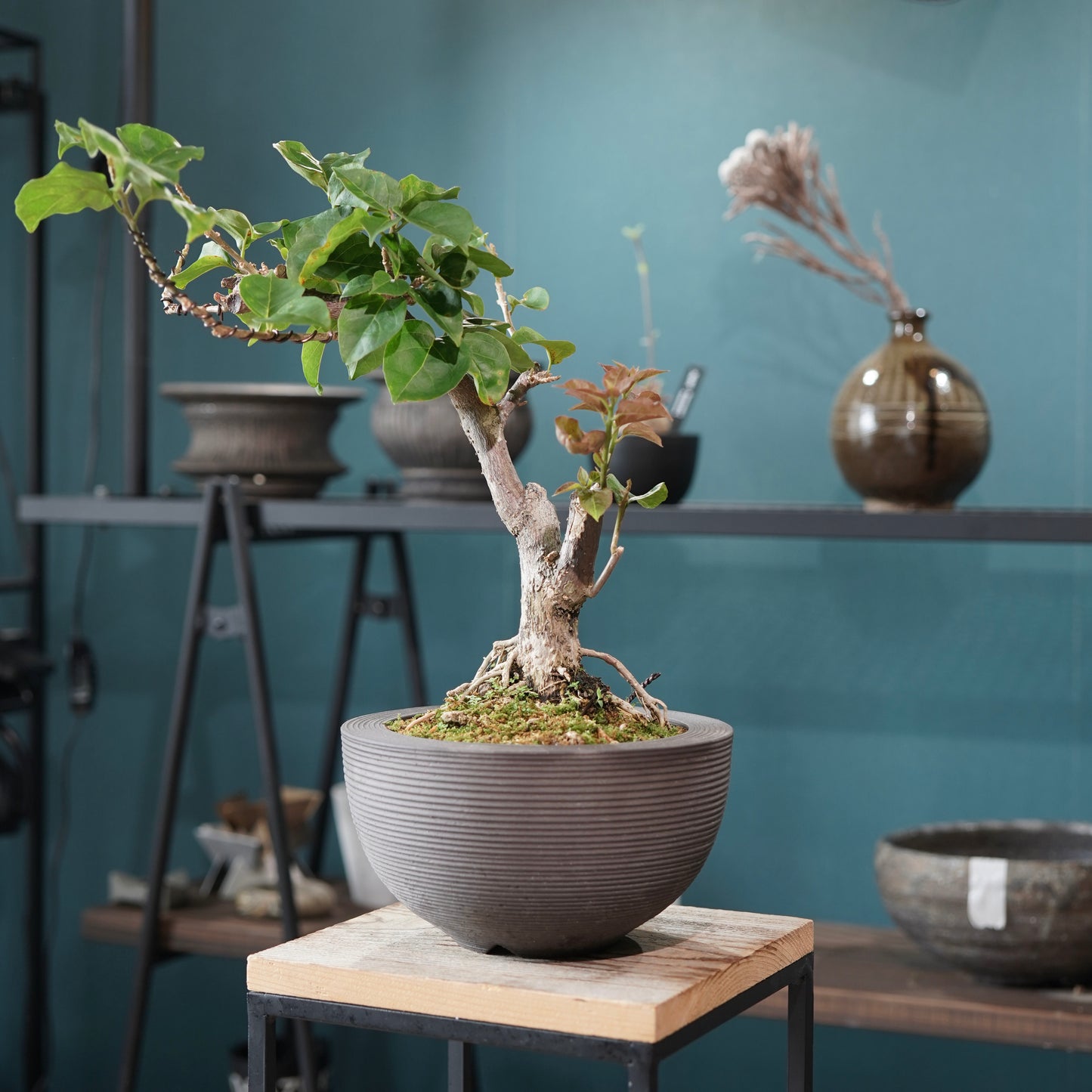 Bougainvillea（ブーゲンビリア) ×  konect tokyo "Hemispher"