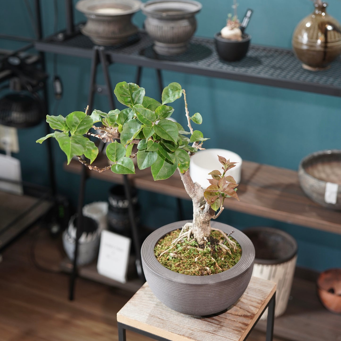 Bougainvillea（ブーゲンビリア) ×  konect tokyo "Hemispher"