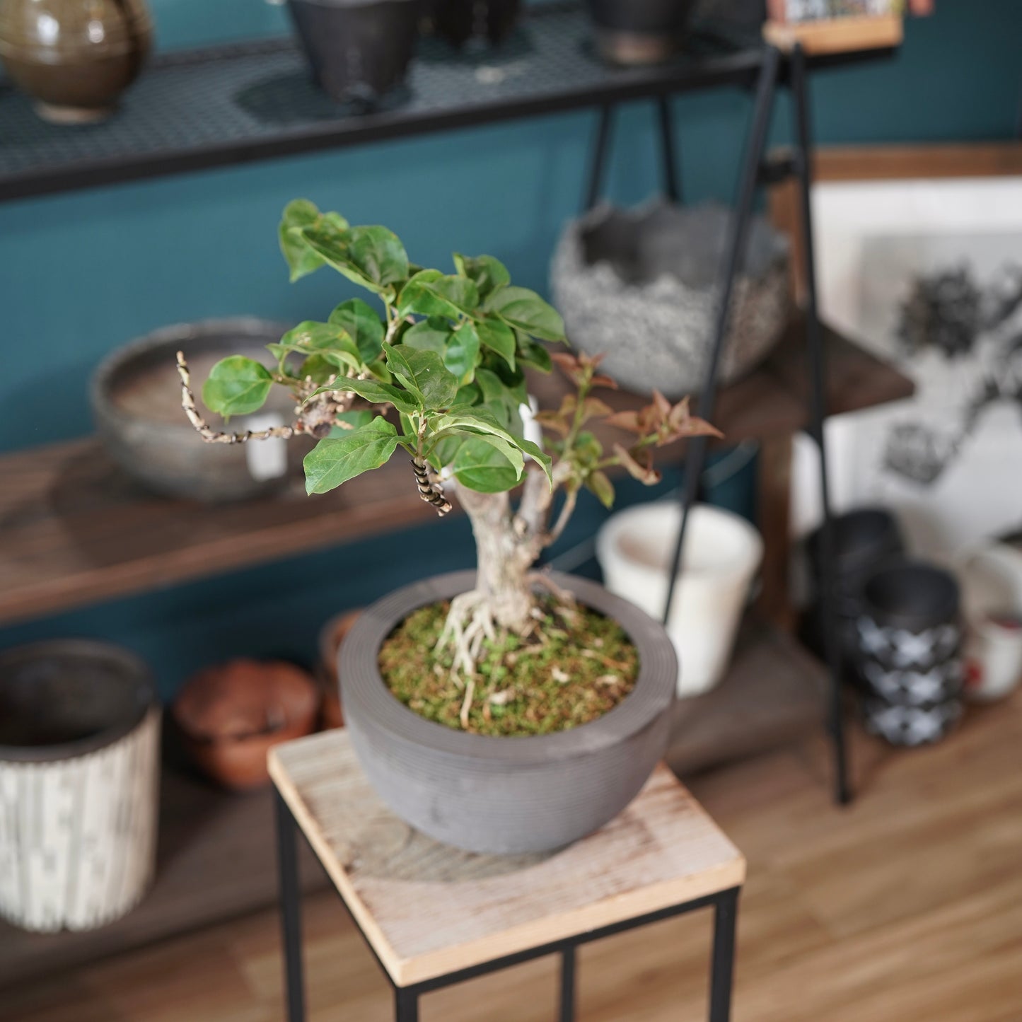 Bougainvillea（ブーゲンビリア) ×  konect tokyo "Hemispher"
