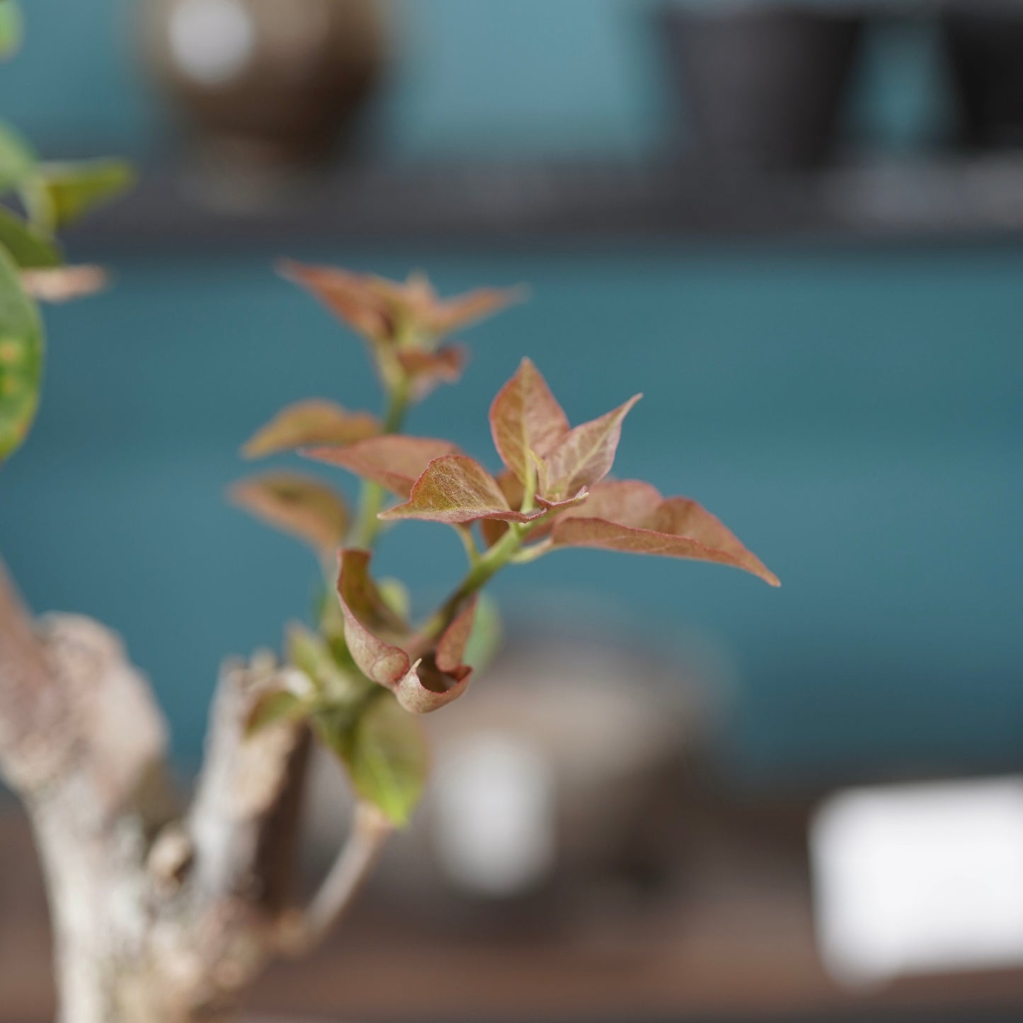 Bougainvillea（ブーゲンビリア) ×  konect tokyo "Hemispher"