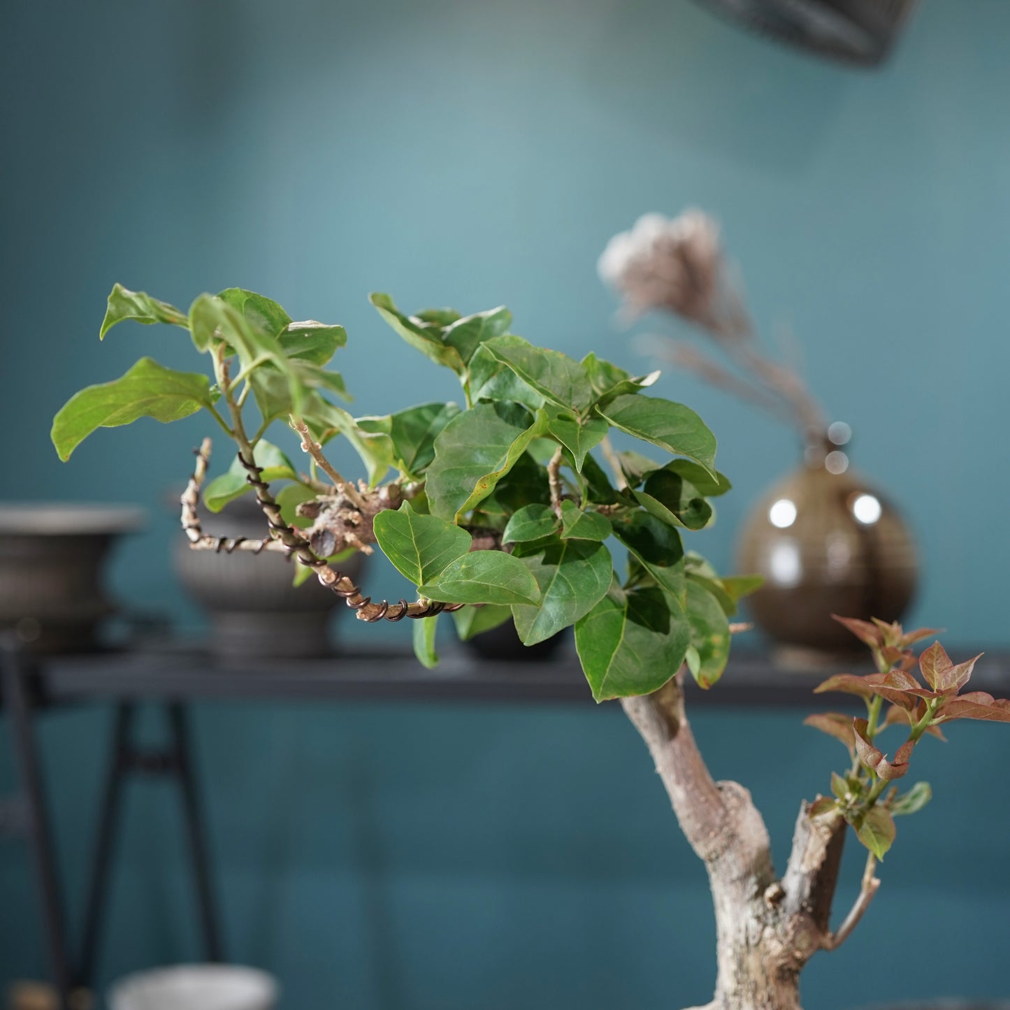 Bougainvillea（ブーゲンビリア) ×  konect tokyo "Hemispher"