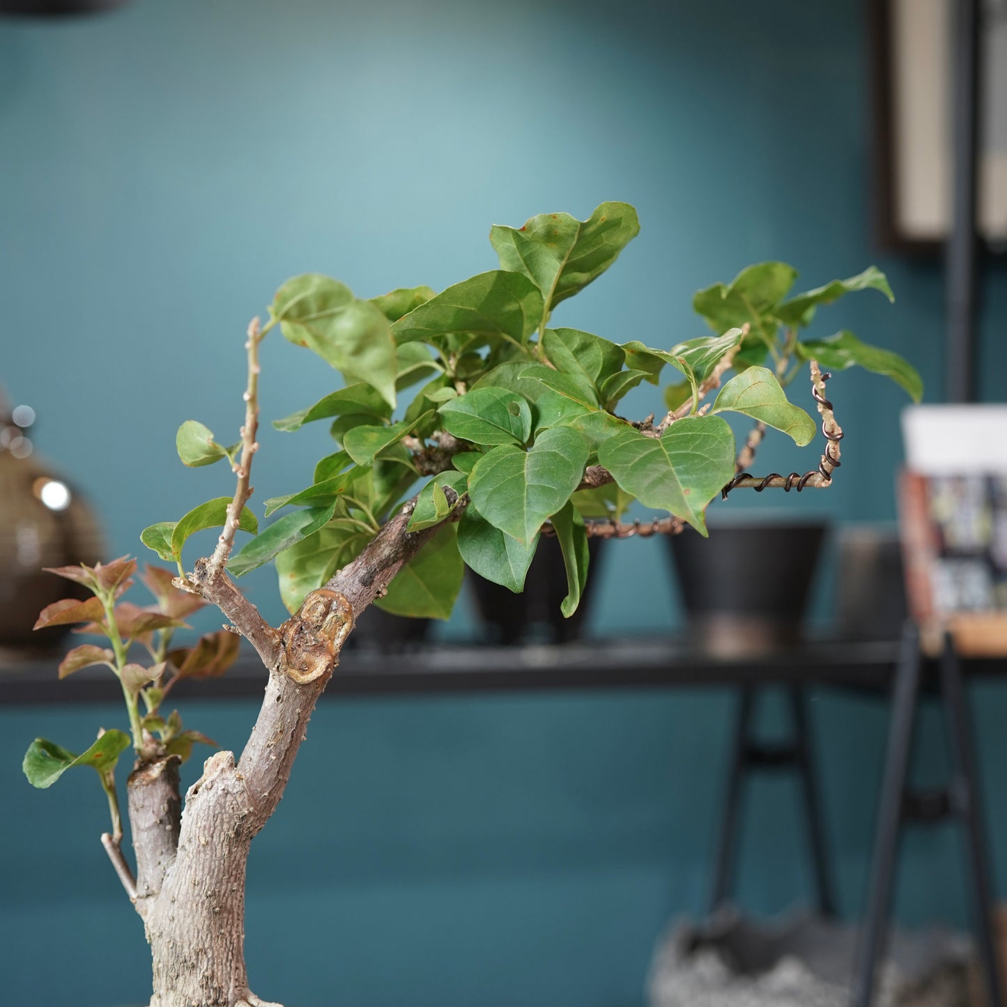 Bougainvillea（ブーゲンビリア) ×  konect tokyo "Hemispher"