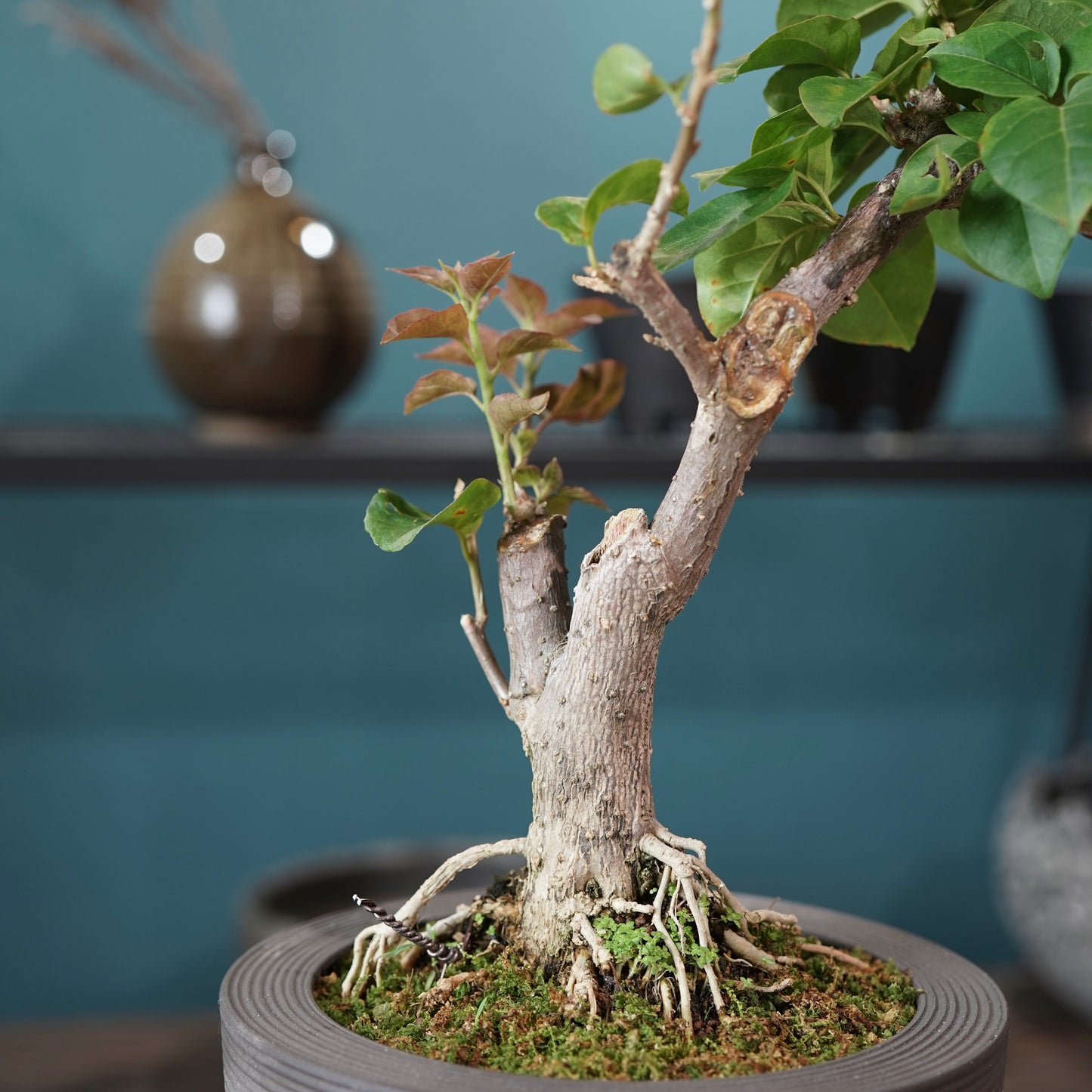 Bougainvillea（ブーゲンビリア) ×  konect tokyo "Hemispher"