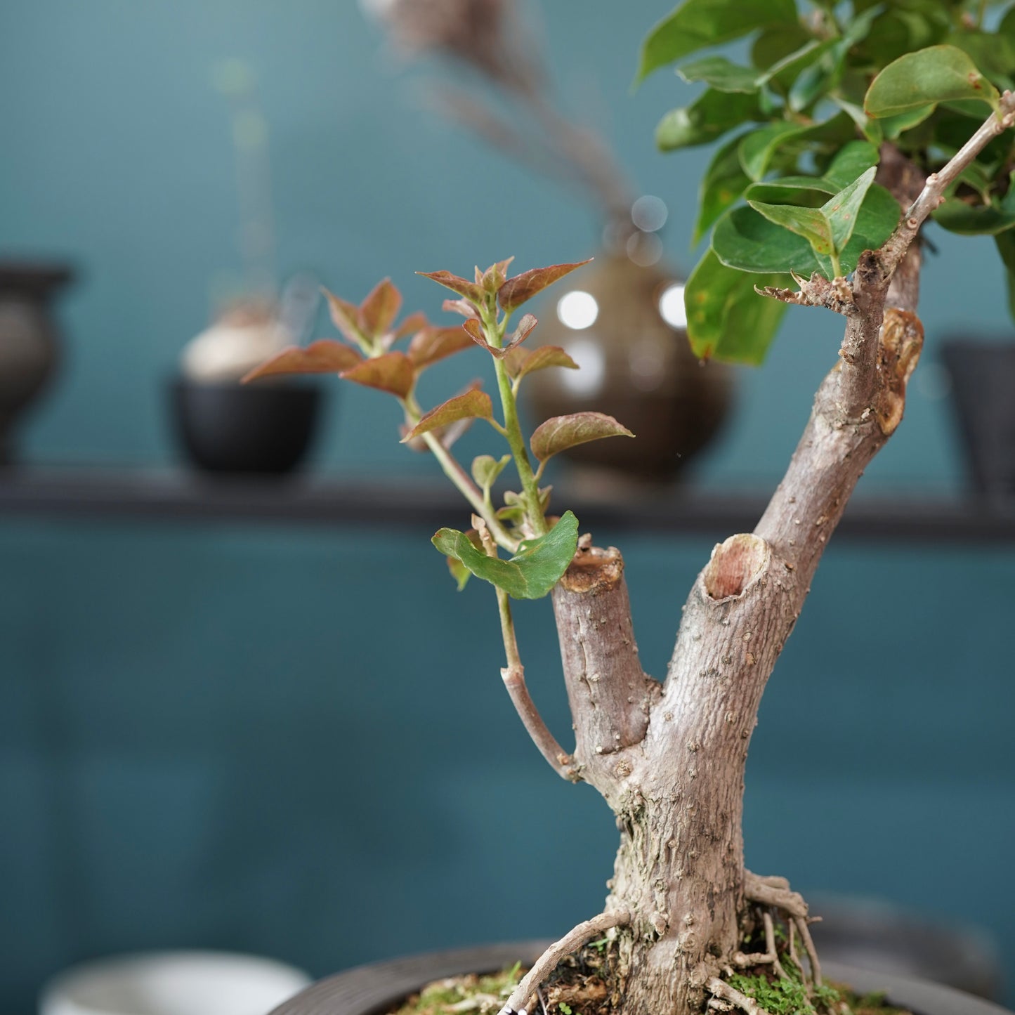 Bougainvillea（ブーゲンビリア) ×  konect tokyo "Hemispher"
