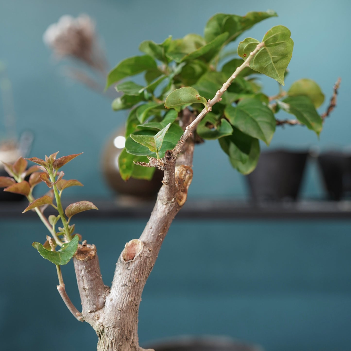 Bougainvillea（ブーゲンビリア) ×  konect tokyo "Hemispher"