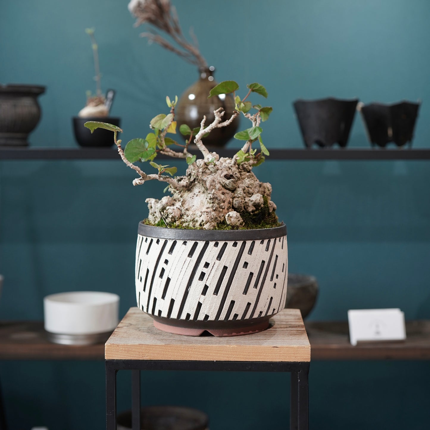 Hibiscus tiliaceus（オオハマボウ) ×  konect tokyo "shinogi"