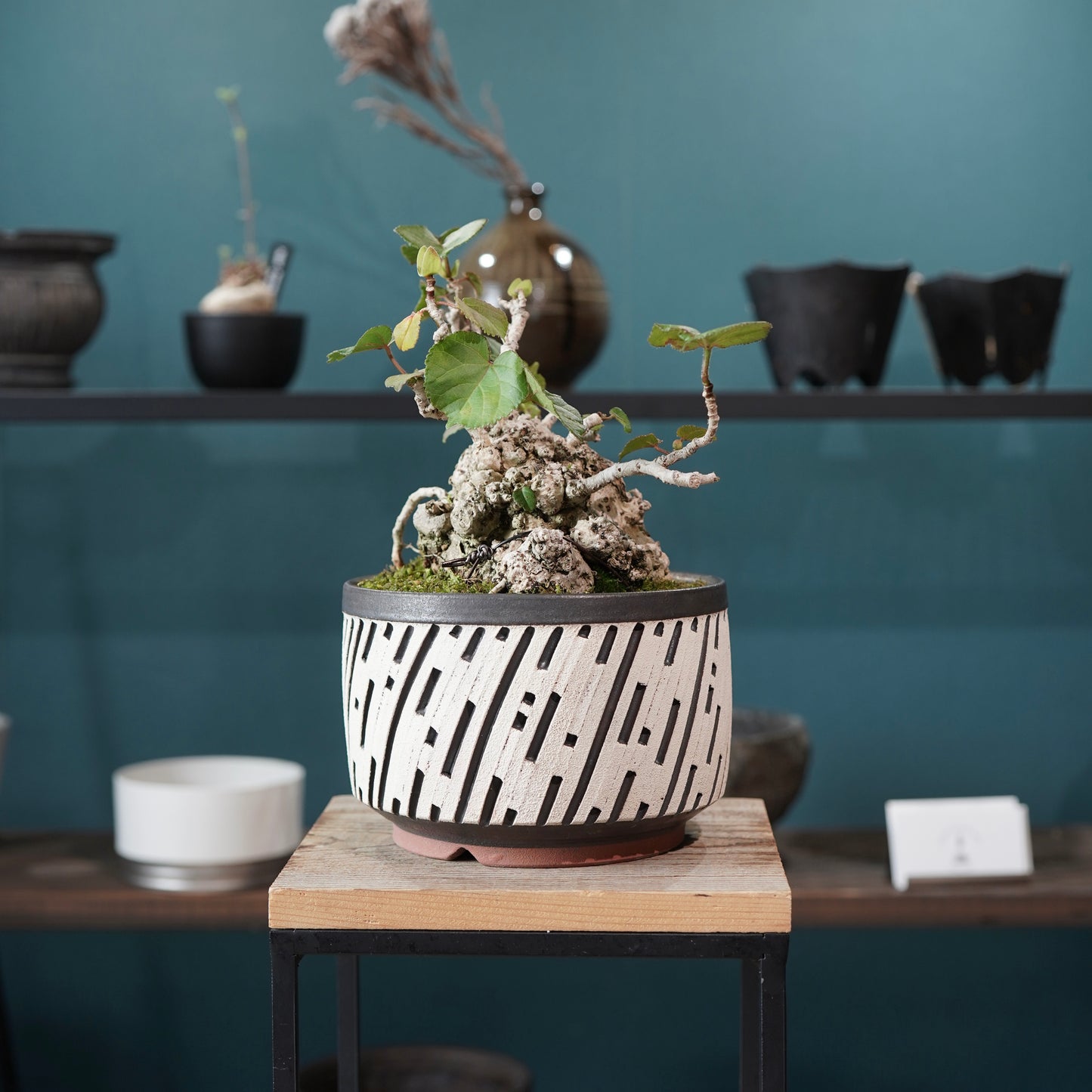 Hibiscus tiliaceus（オオハマボウ) ×  konect tokyo "shinogi"