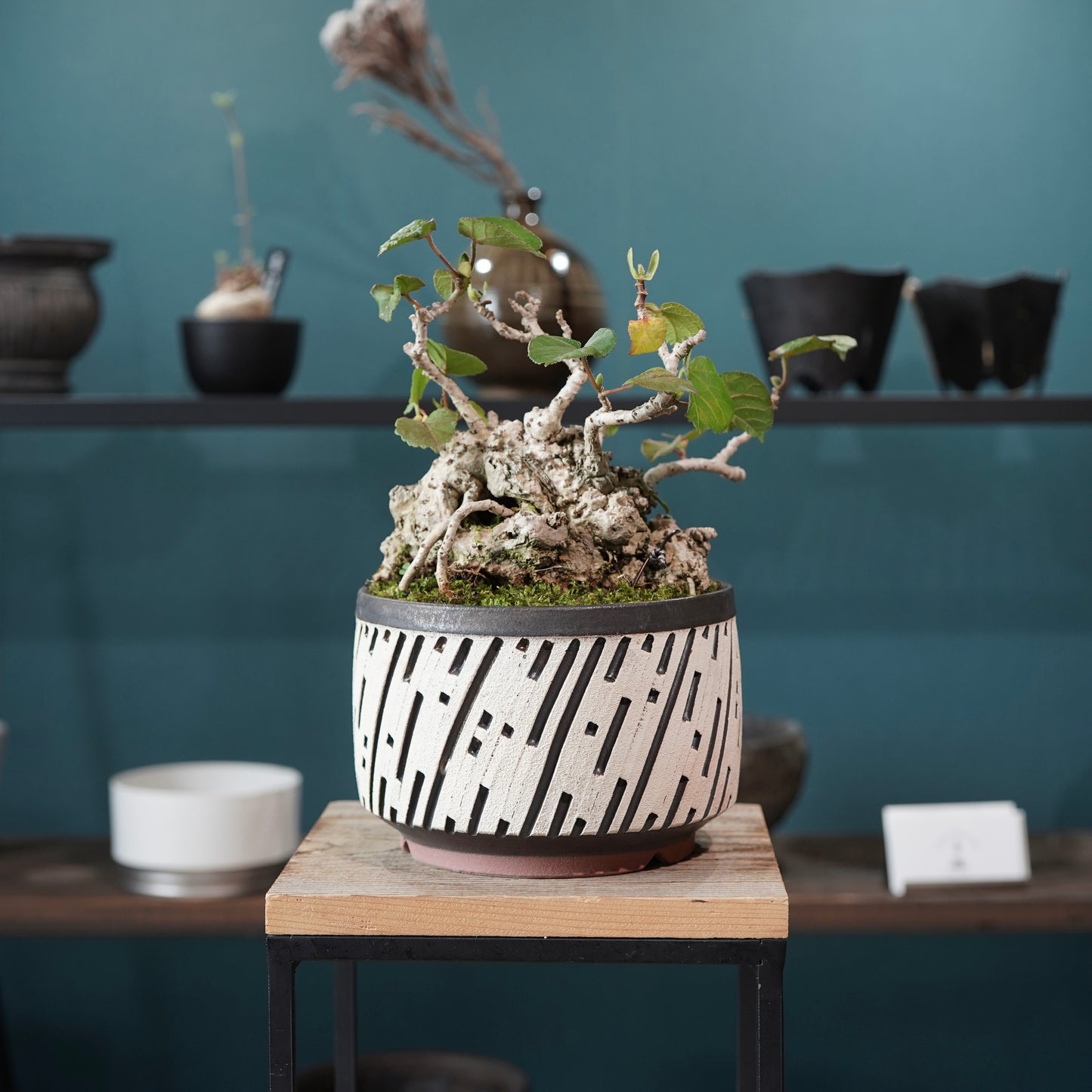 Hibiscus tiliaceus（オオハマボウ) ×  konect tokyo "shinogi"