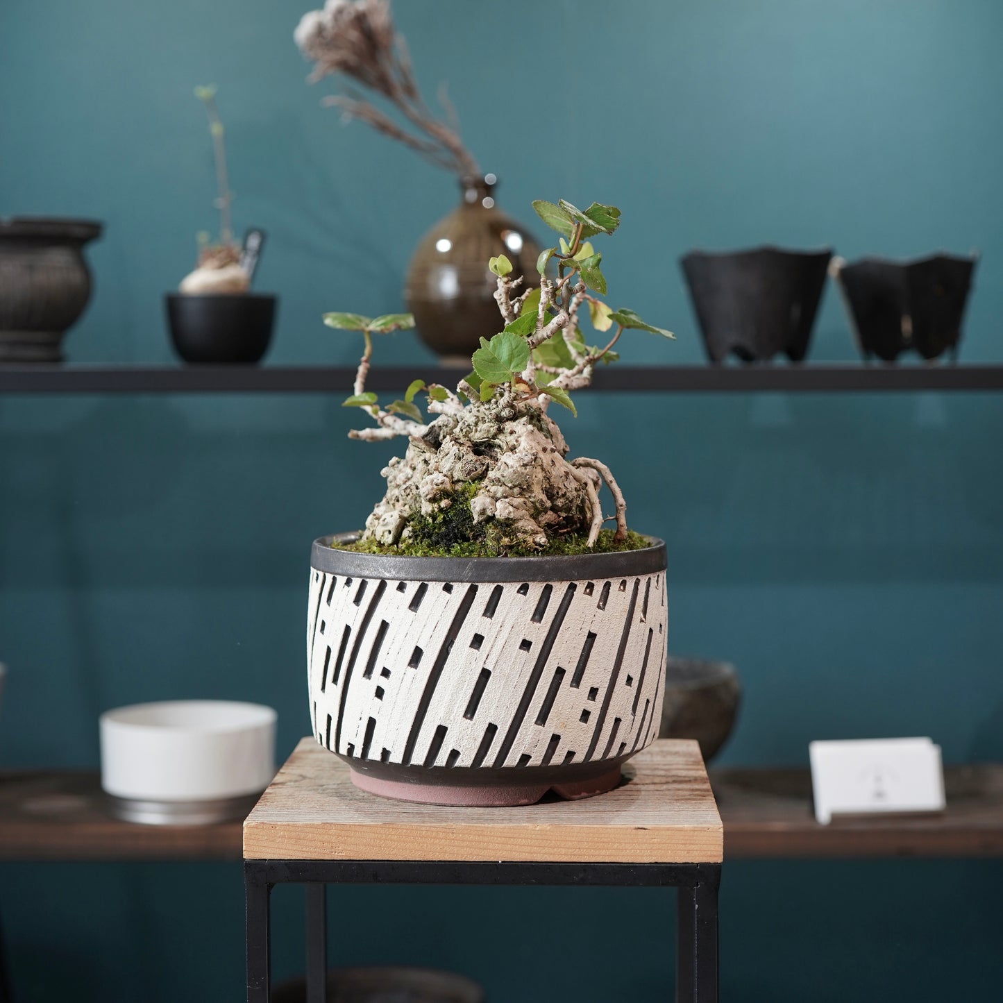 Hibiscus tiliaceus（オオハマボウ) ×  konect tokyo "shinogi"