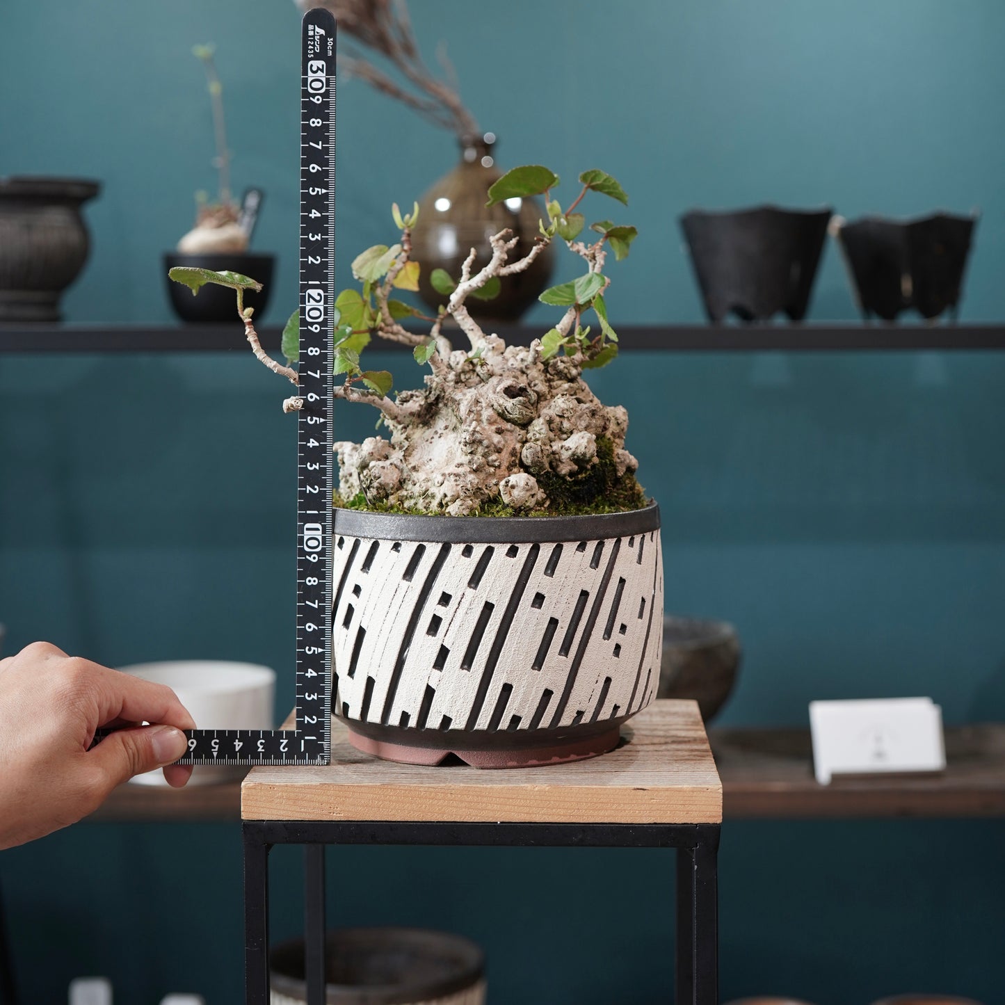 Hibiscus tiliaceus（オオハマボウ) ×  konect tokyo "shinogi"