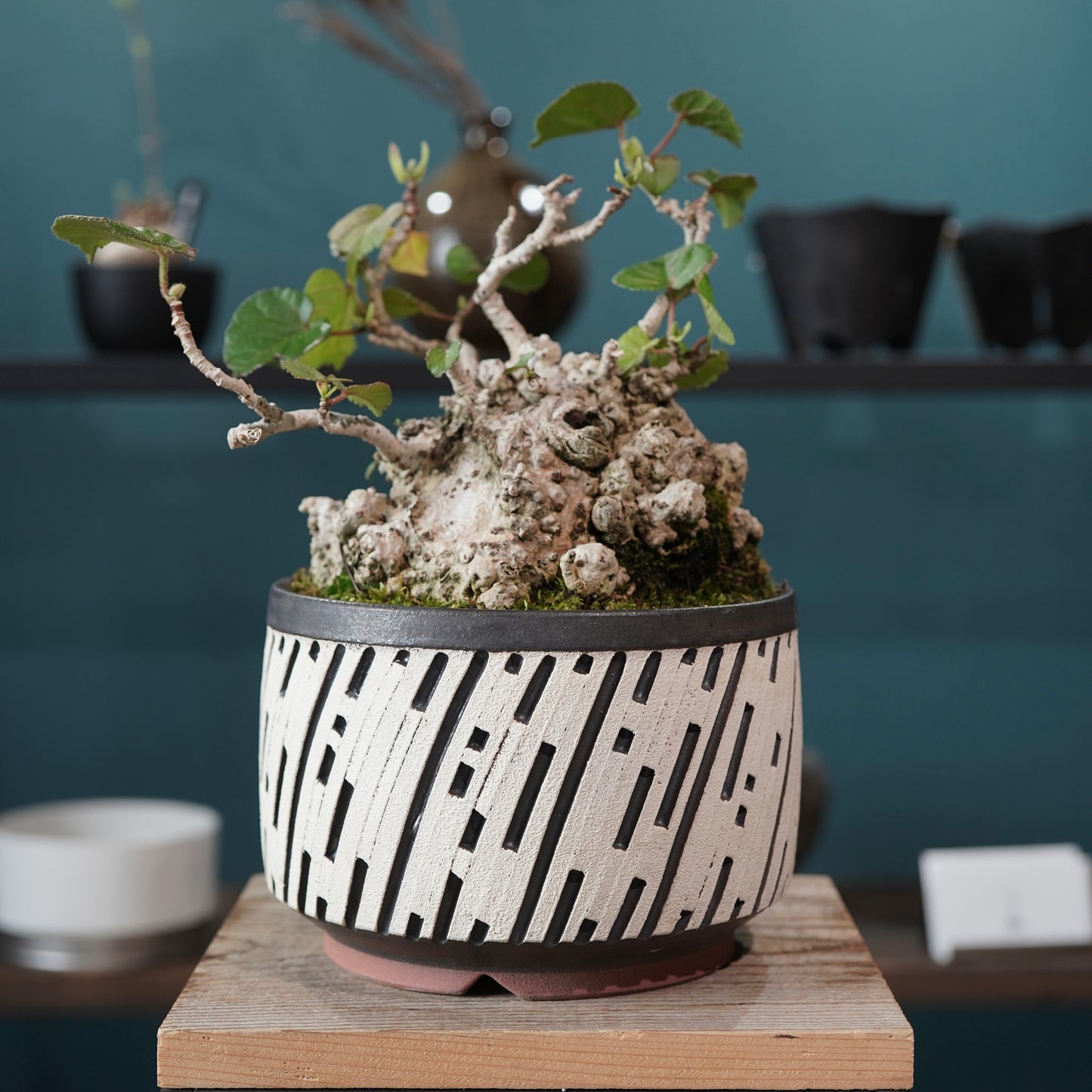 Hibiscus tiliaceus（オオハマボウ) ×  konect tokyo "shinogi"