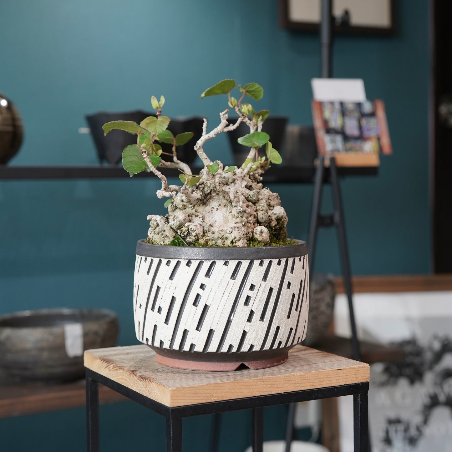 Hibiscus tiliaceus（オオハマボウ) ×  konect tokyo "shinogi"