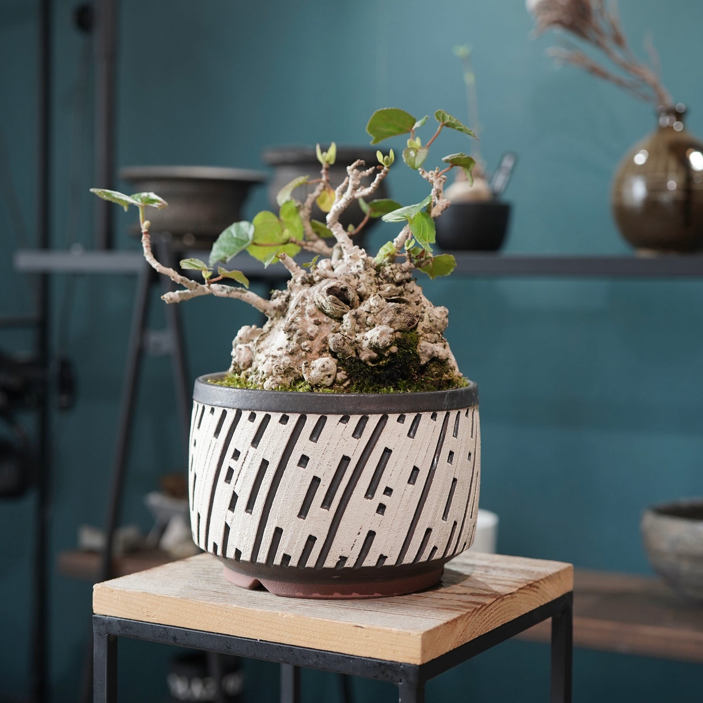 Hibiscus tiliaceus（オオハマボウ) ×  konect tokyo "shinogi"