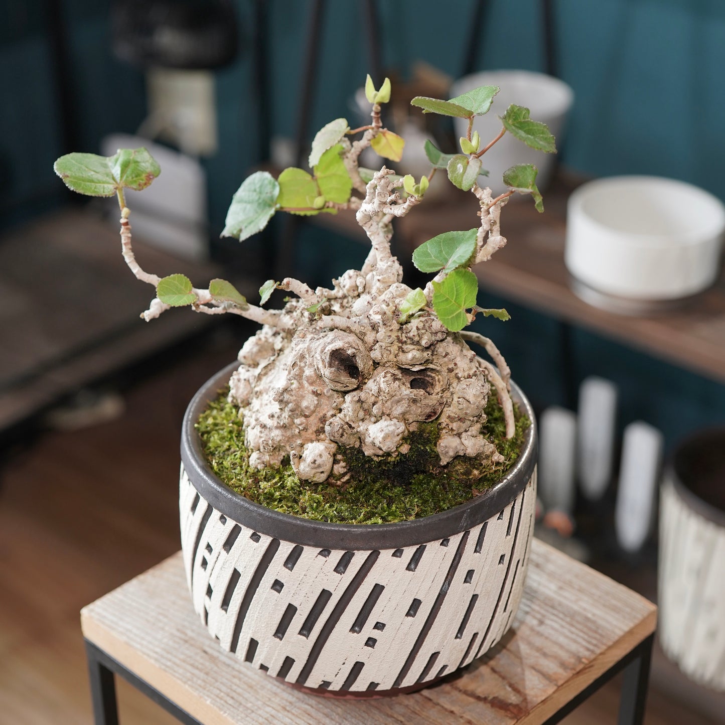 Hibiscus tiliaceus（オオハマボウ) ×  konect tokyo "shinogi"