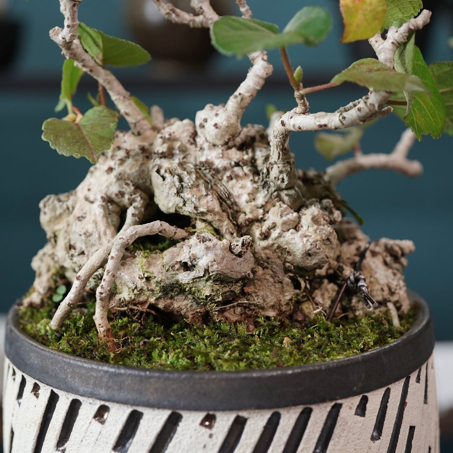 Hibiscus tiliaceus（オオハマボウ) ×  konect tokyo "shinogi"