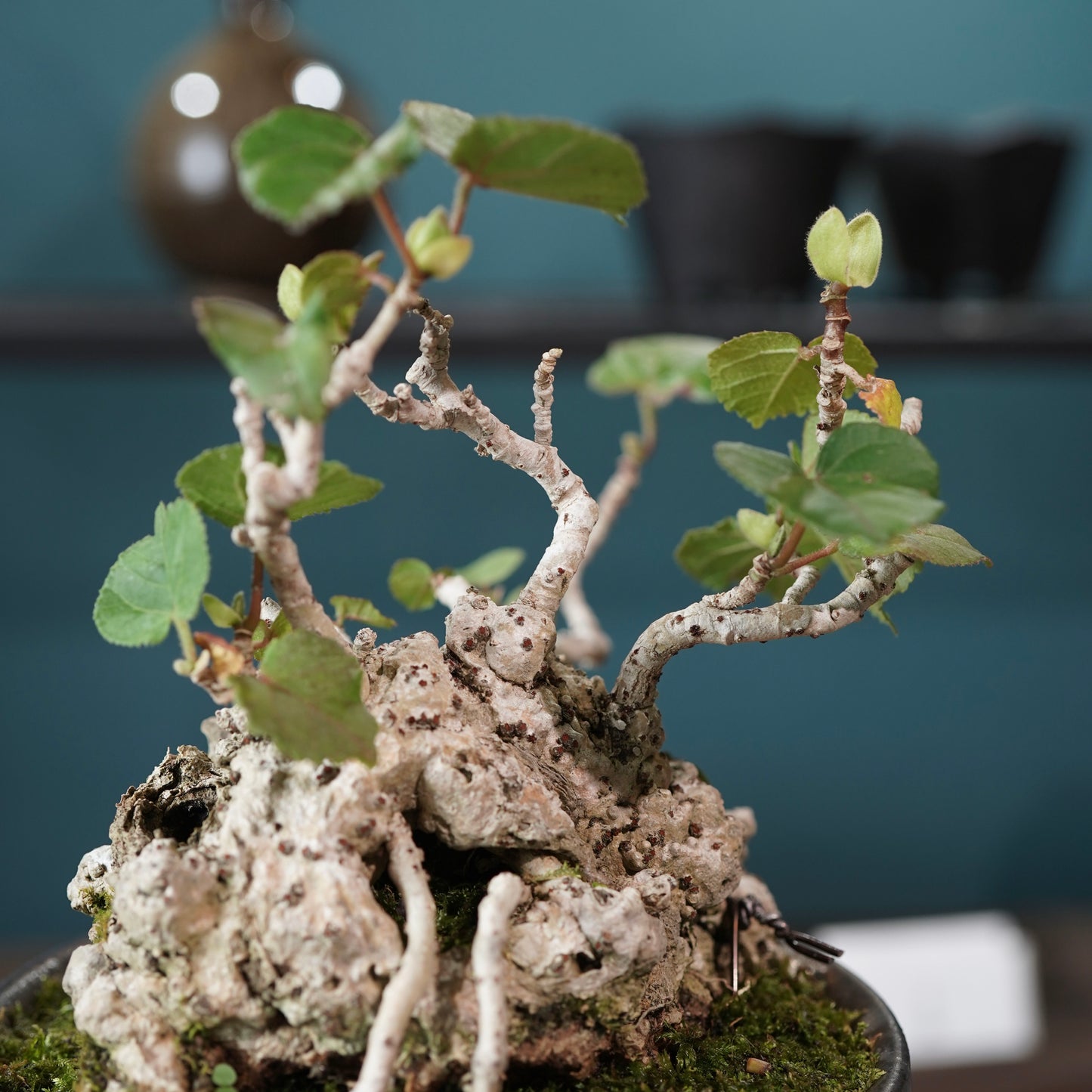 Hibiscus tiliaceus（オオハマボウ) ×  konect tokyo "shinogi"